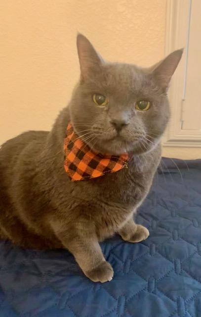 Baby, Adoptable, Senior Male Domestic Short Hair.