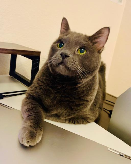 Baby, an adoptable Domestic Short Hair in Las Vegas, NV, 89101 | Photo Image 5