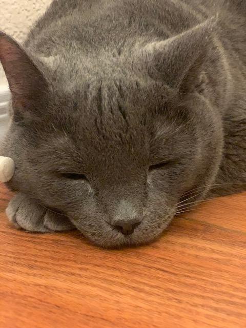 Enlarge Baby, a Adoptable Domestic Short Hair in Las Vegas, NV image 3/6