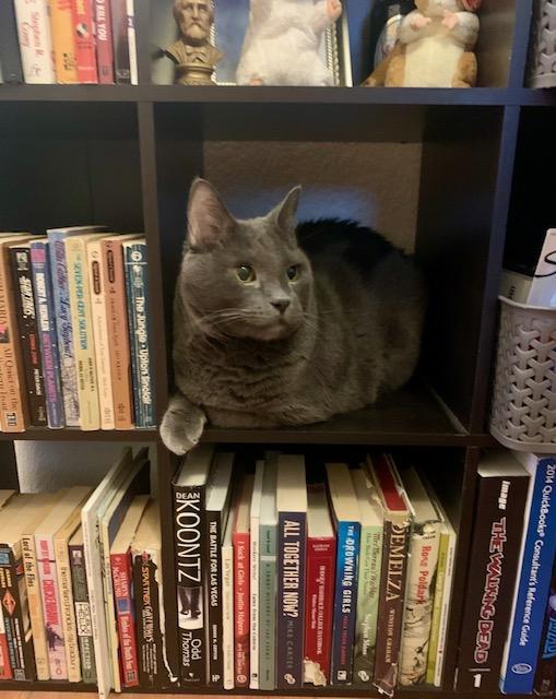 Enlarge Baby, a Adoptable Domestic Short Hair in Las Vegas, NV image 4/6