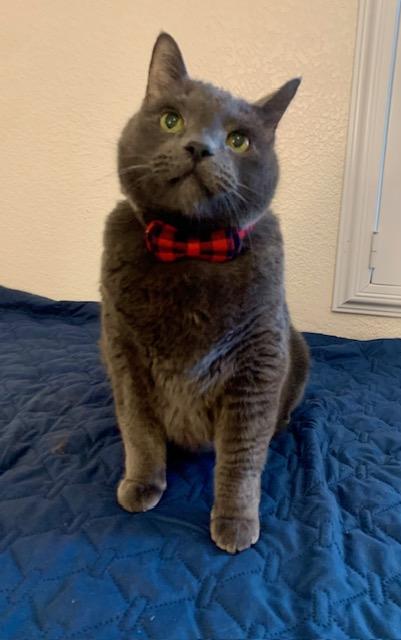 Baby, an adoptable Domestic Short Hair in Las Vegas, NV, 89101 | Photo Image 1