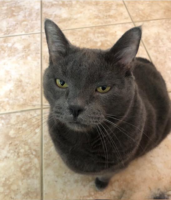 Baby, Senior Male Domestic Short Hair