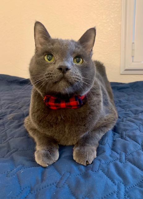Baby, an adoptable Domestic Short Hair in Las Vegas, NV, 89101 | Photo Image 2