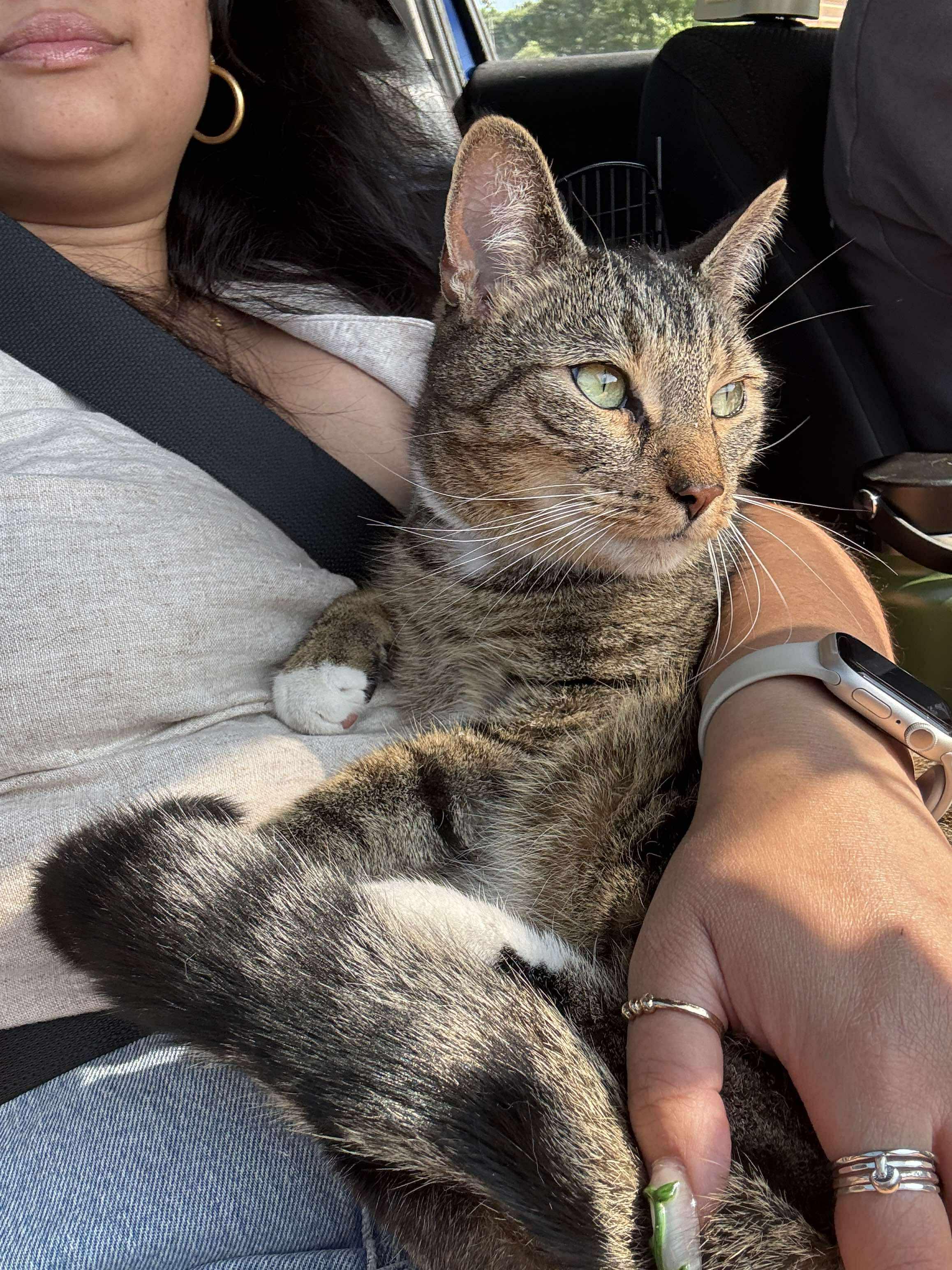 Quince - Indoor/Outdoor