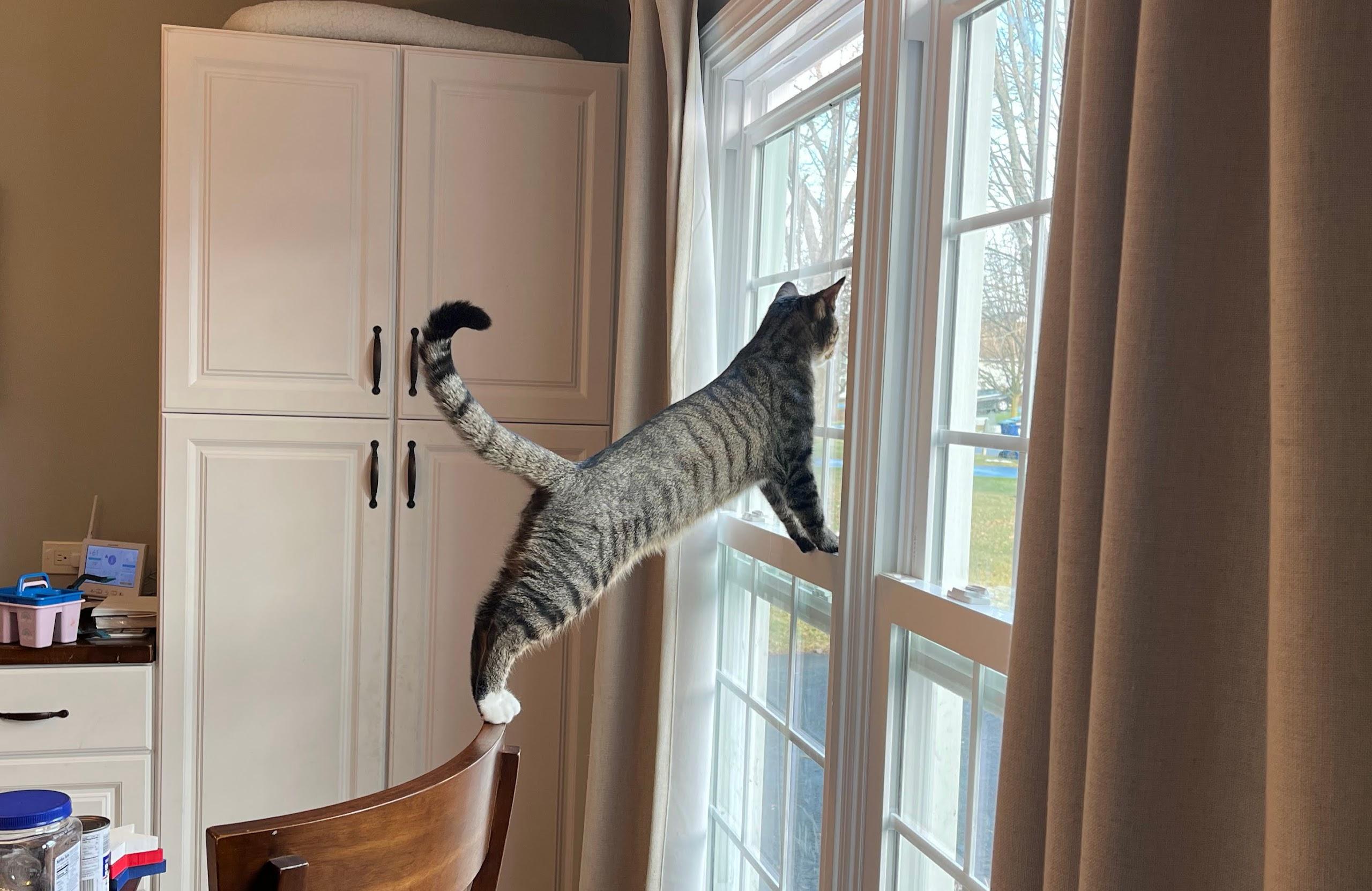 Quince - Indoor/Outdoor