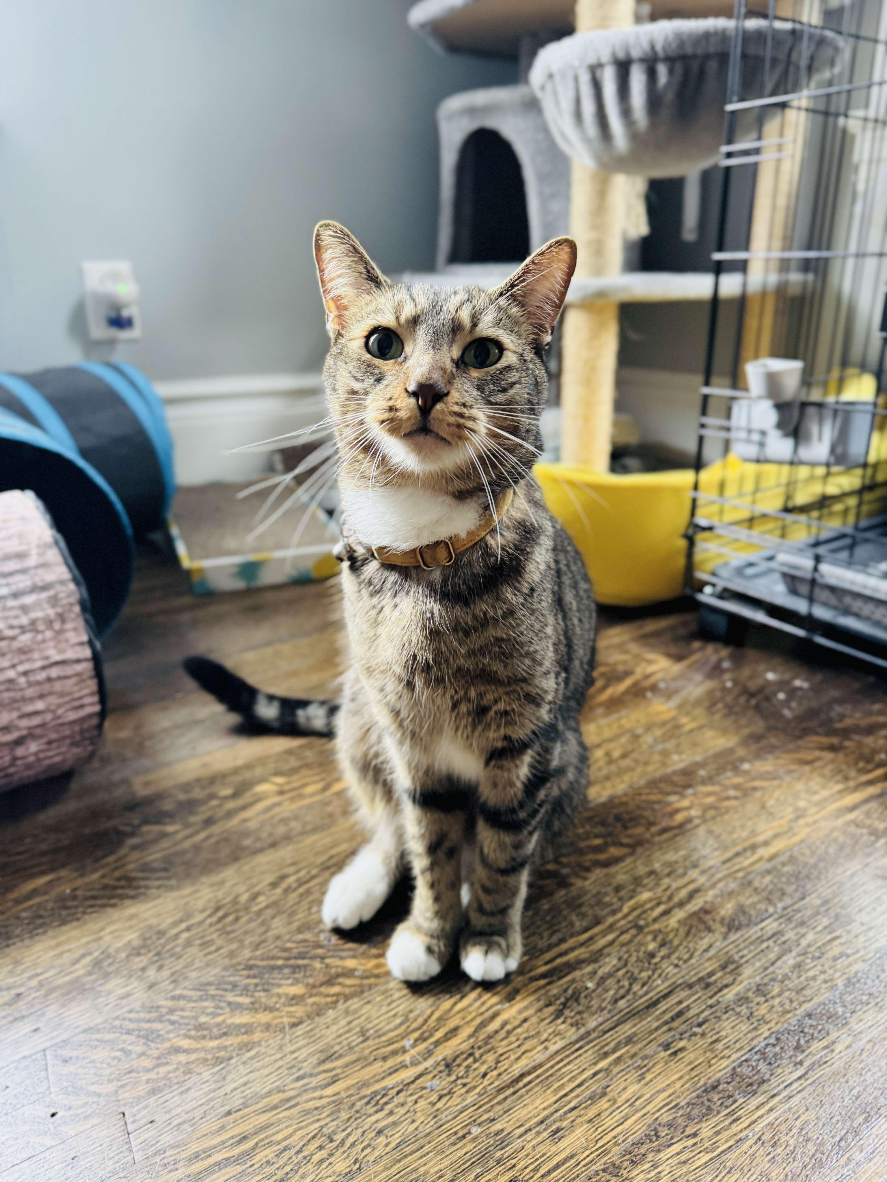 Quince - Indoor/Outdoor