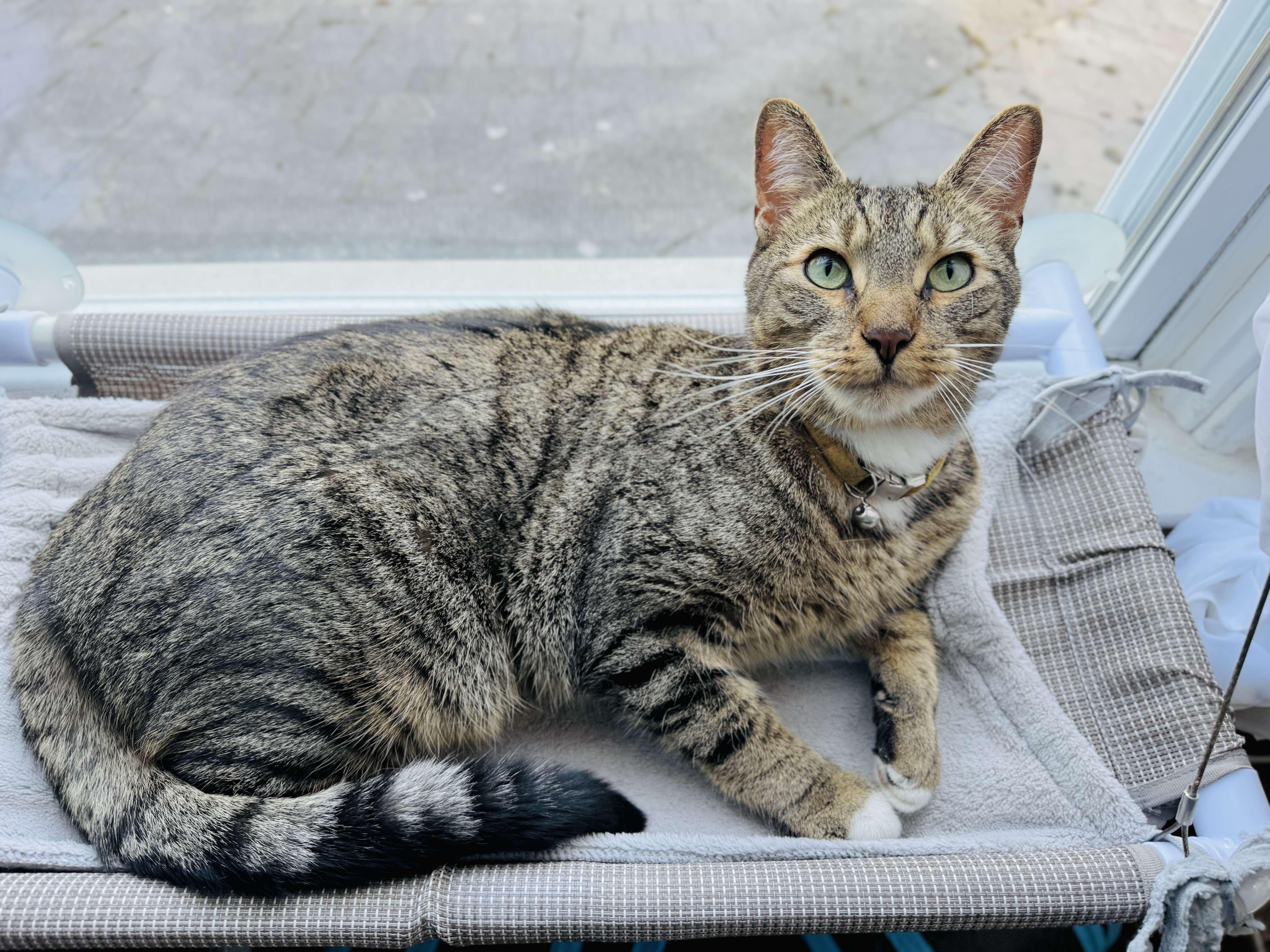 Quince - Indoor/Outdoor