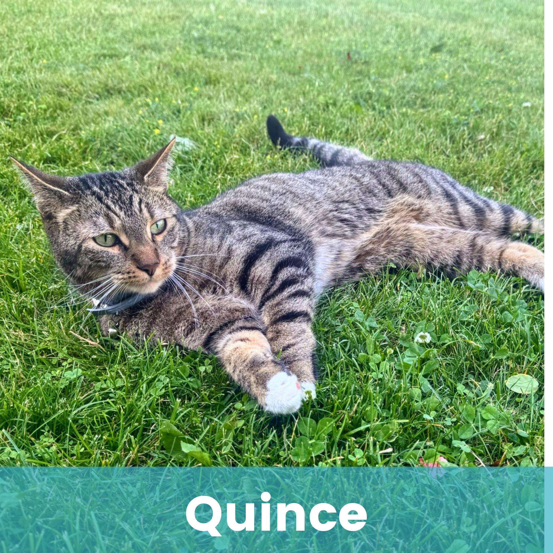 Quince - Indoor/Outdoor