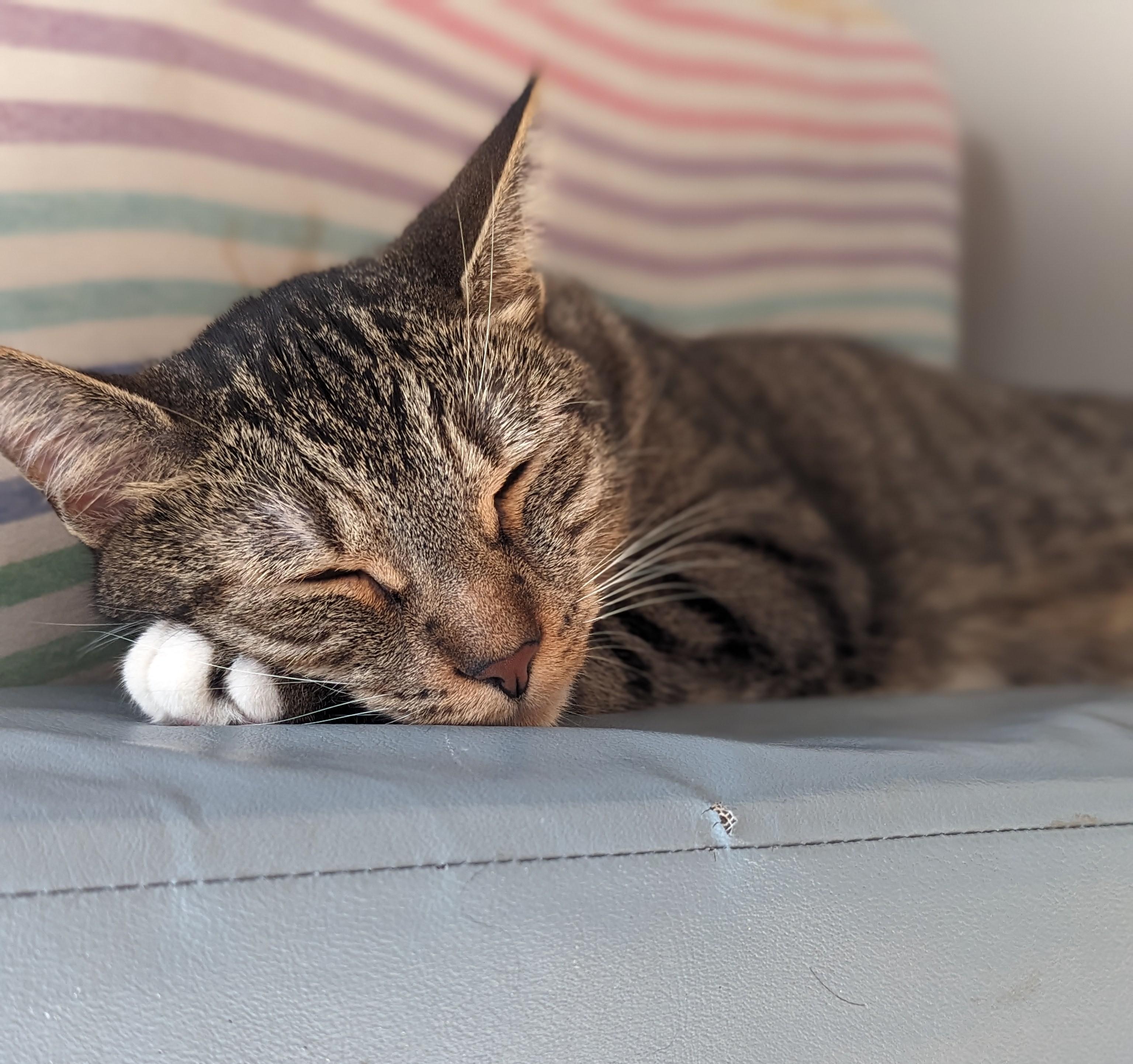 Quince - Indoor/Outdoor