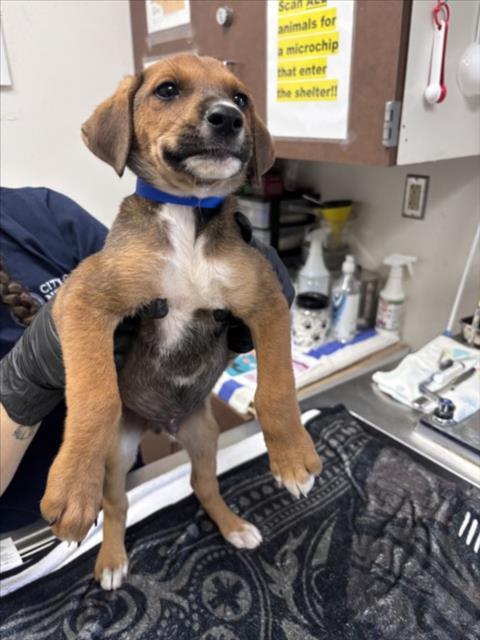 SKY LYNX, Adoptable, Puppy Male German Shepherd Dog & Mixed Breed.