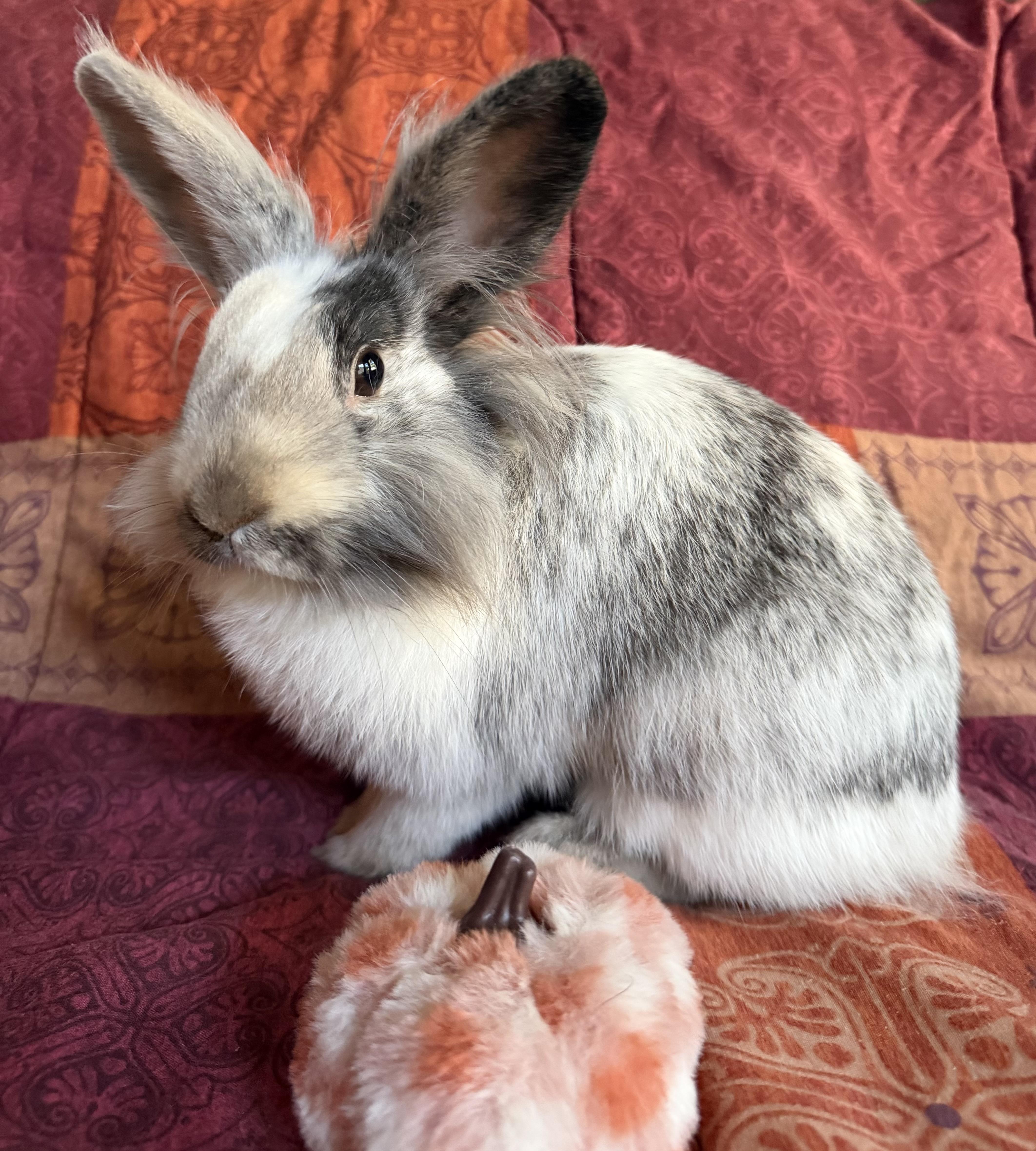 Enlarge Tresemme, a Adoptable Lionhead in Livermore, CA image 4/6