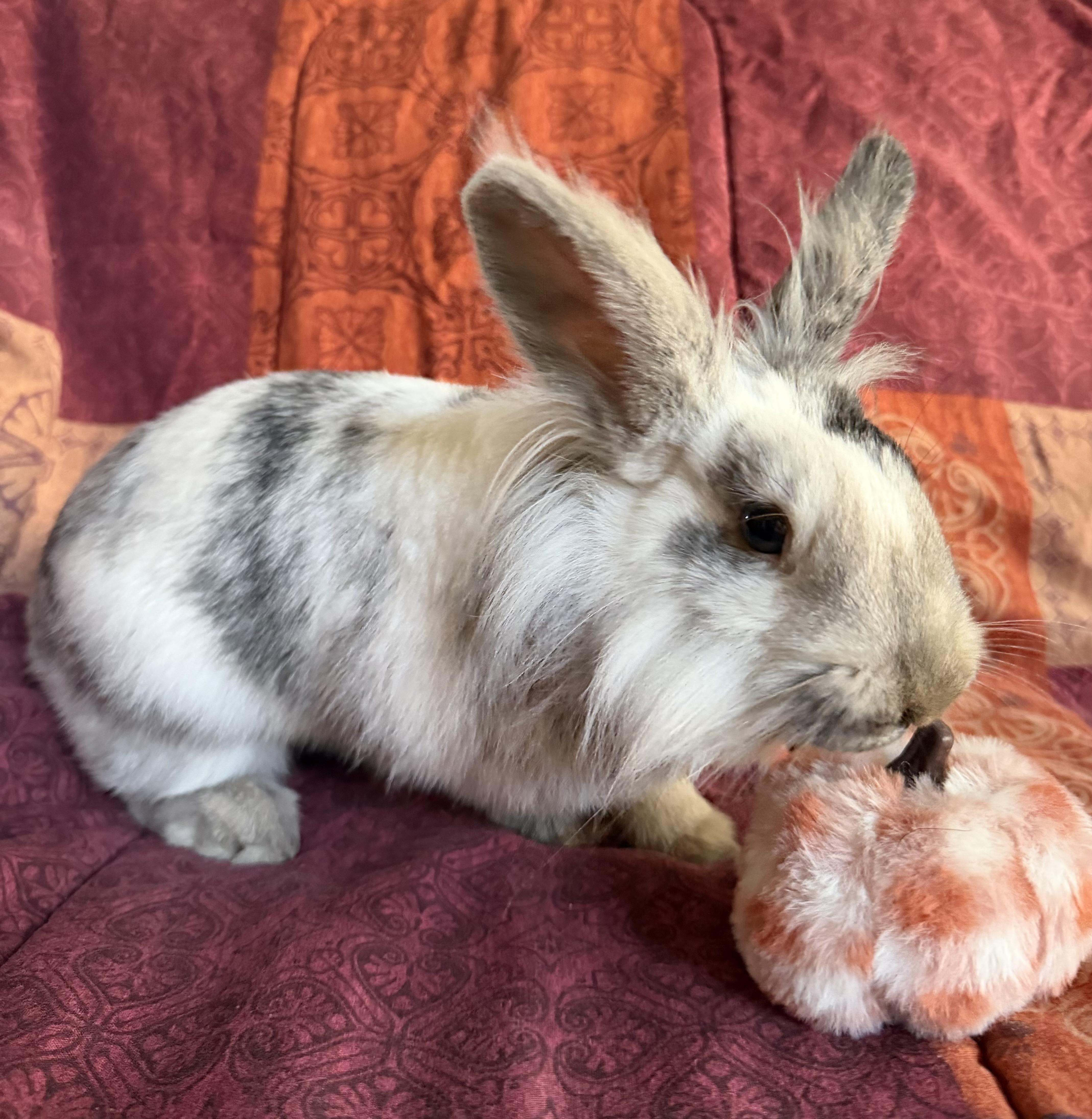 Tresemme, Adoptable, Young Female Lionhead.
