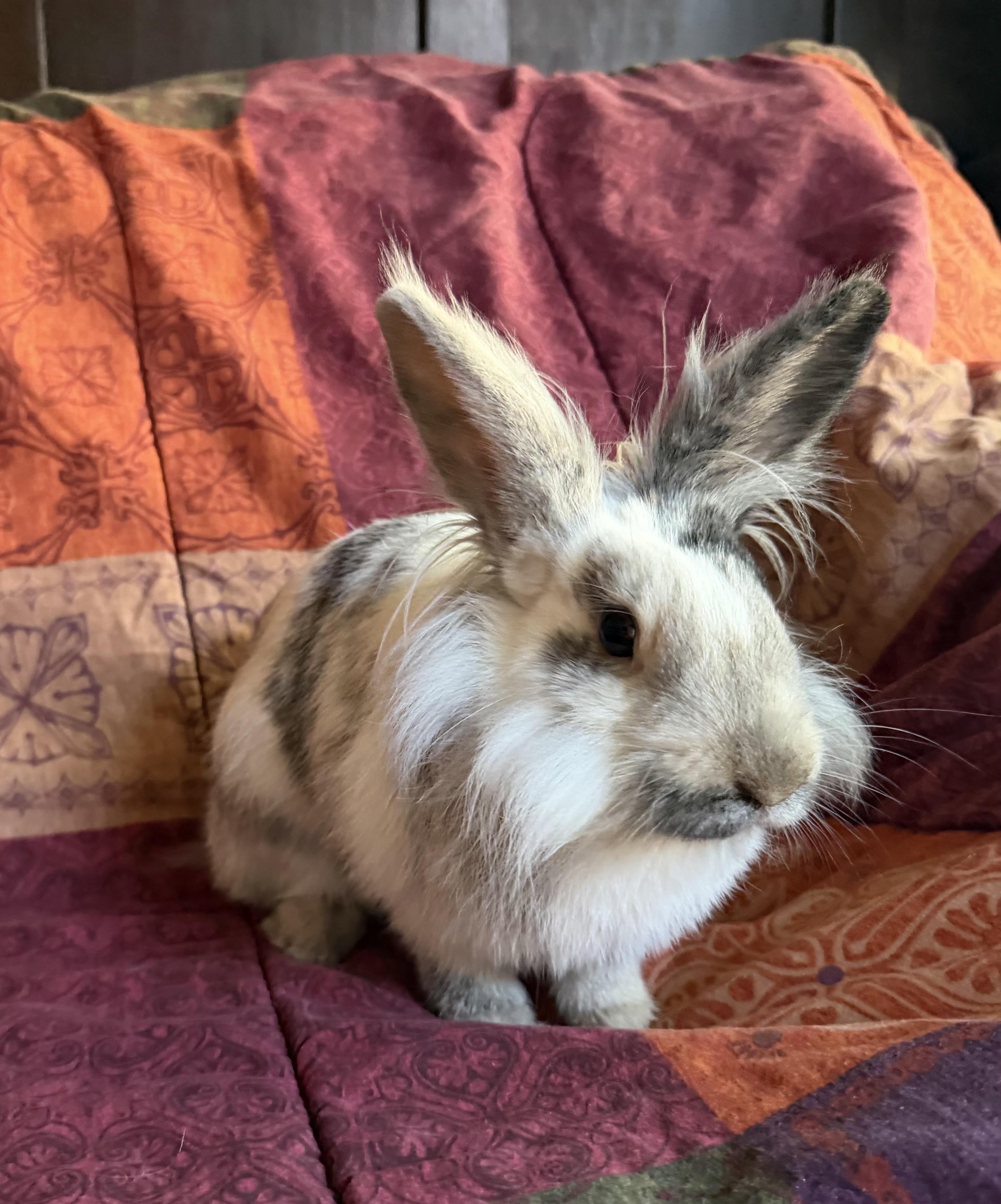 Enlarge Tresemme, a Adoptable Lionhead in Livermore, CA image 5/6