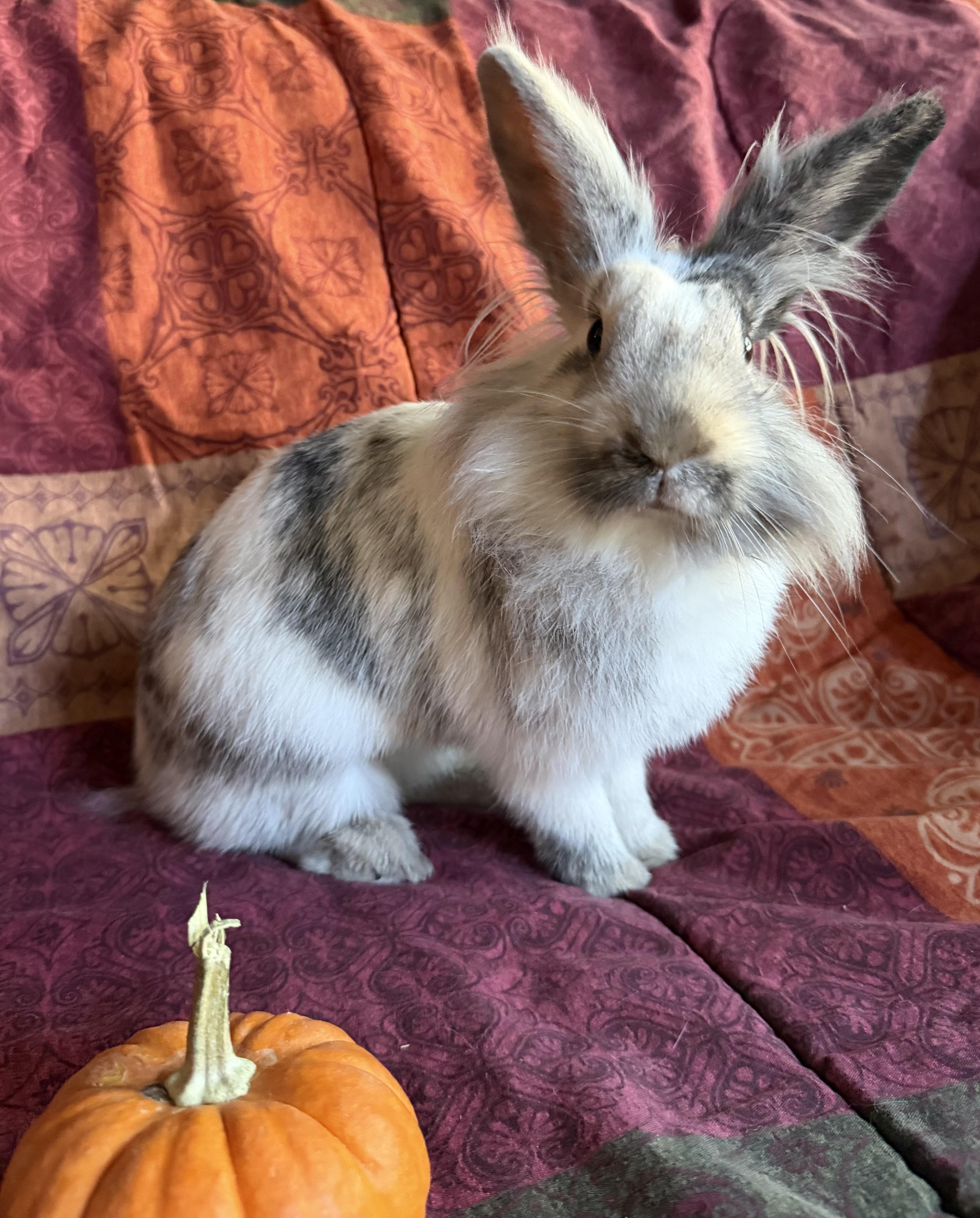Enlarge Tresemme, a Adoptable Lionhead in Livermore, CA image 2/6