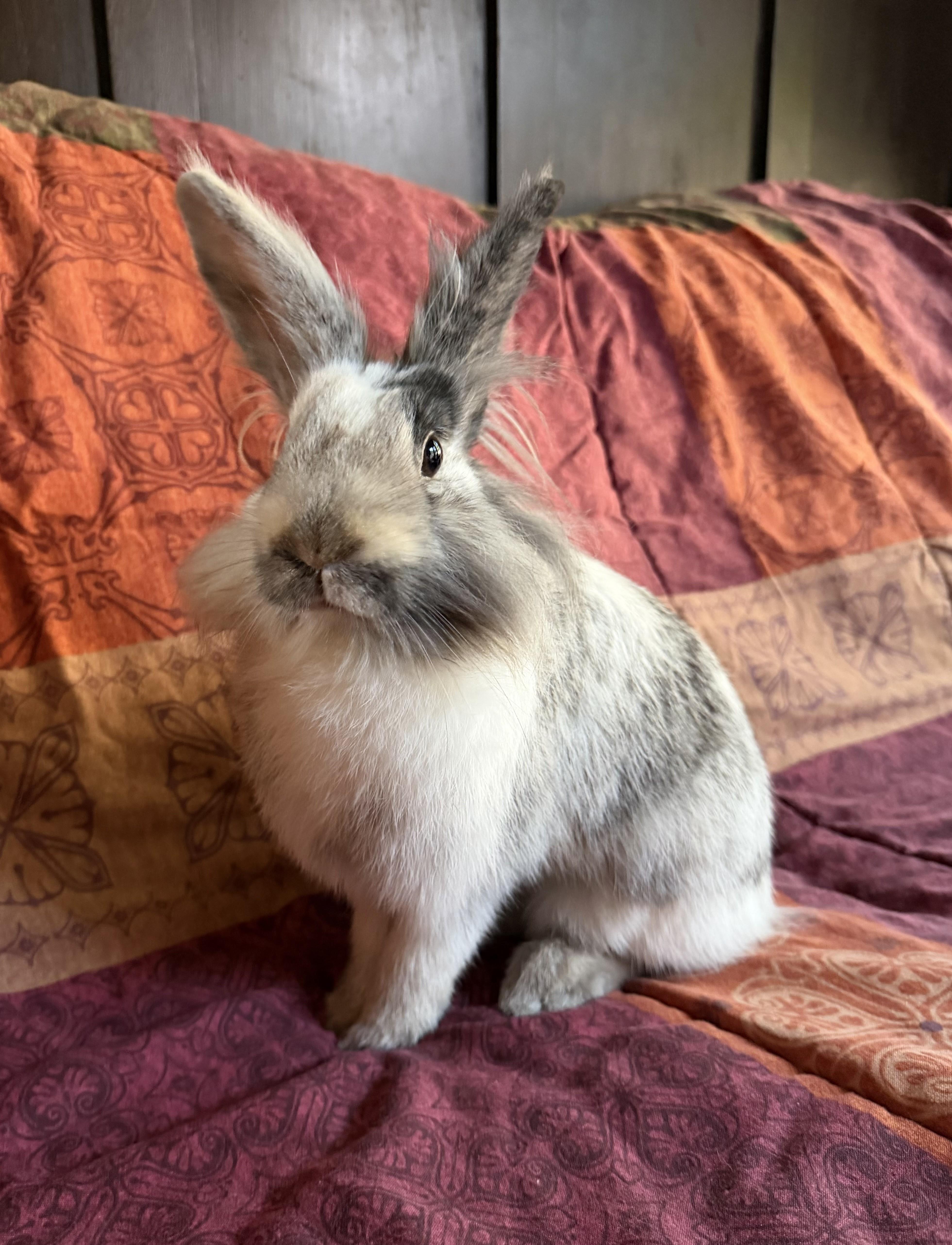 Enlarge Tresemme, a Adoptable Lionhead in Livermore, CA image 6/6