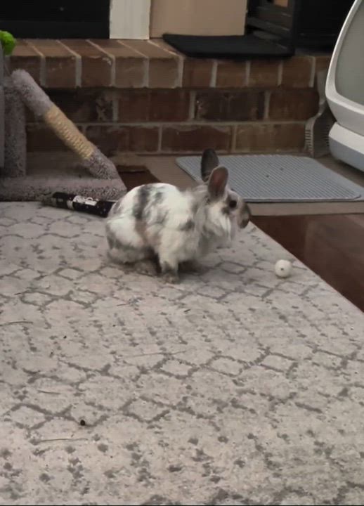 Enlarge Tresemme, a Adoptable Lionhead in Livermore, CA video 3/6