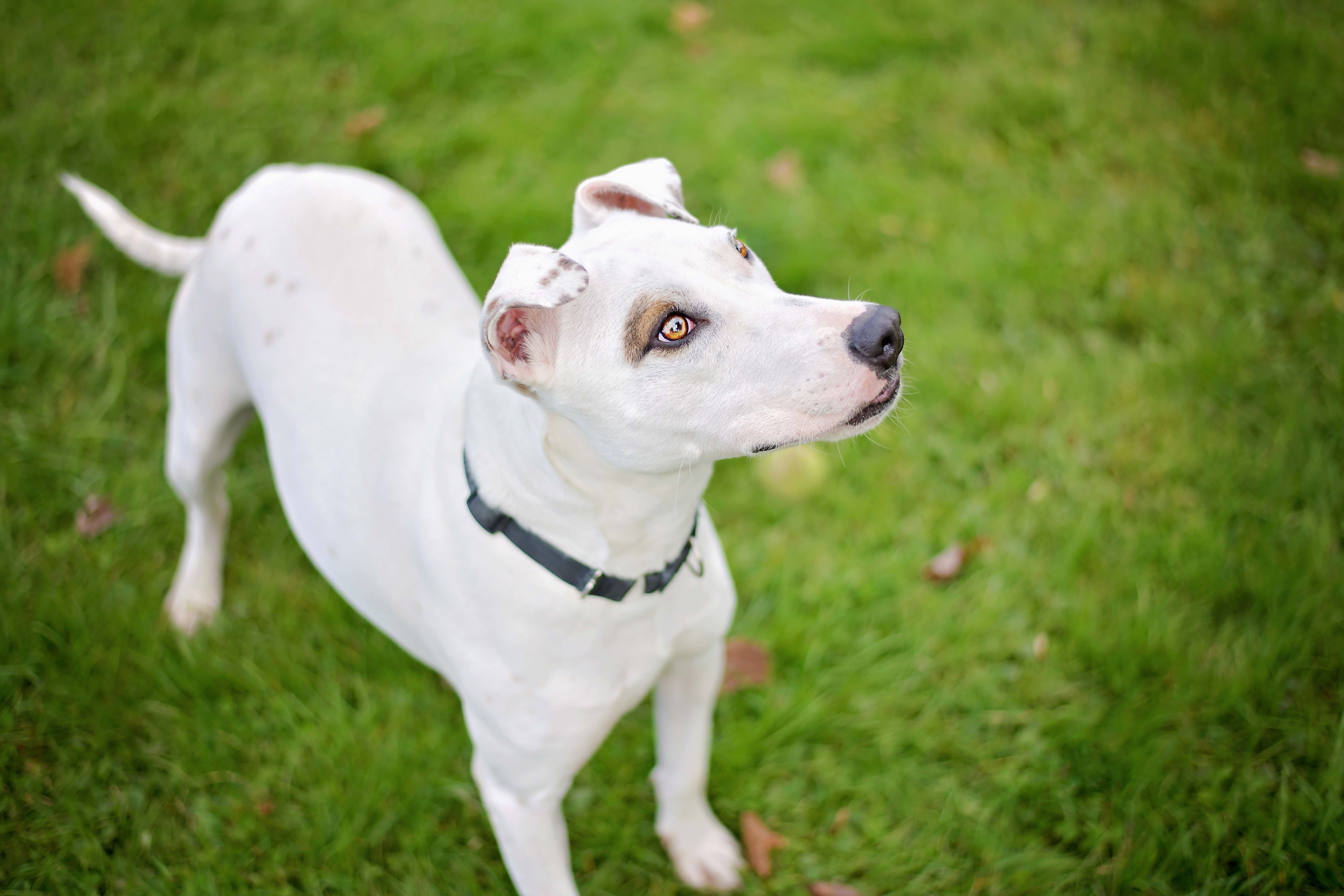 Roomba, Adoptable, Adult Male Bull Terrier.