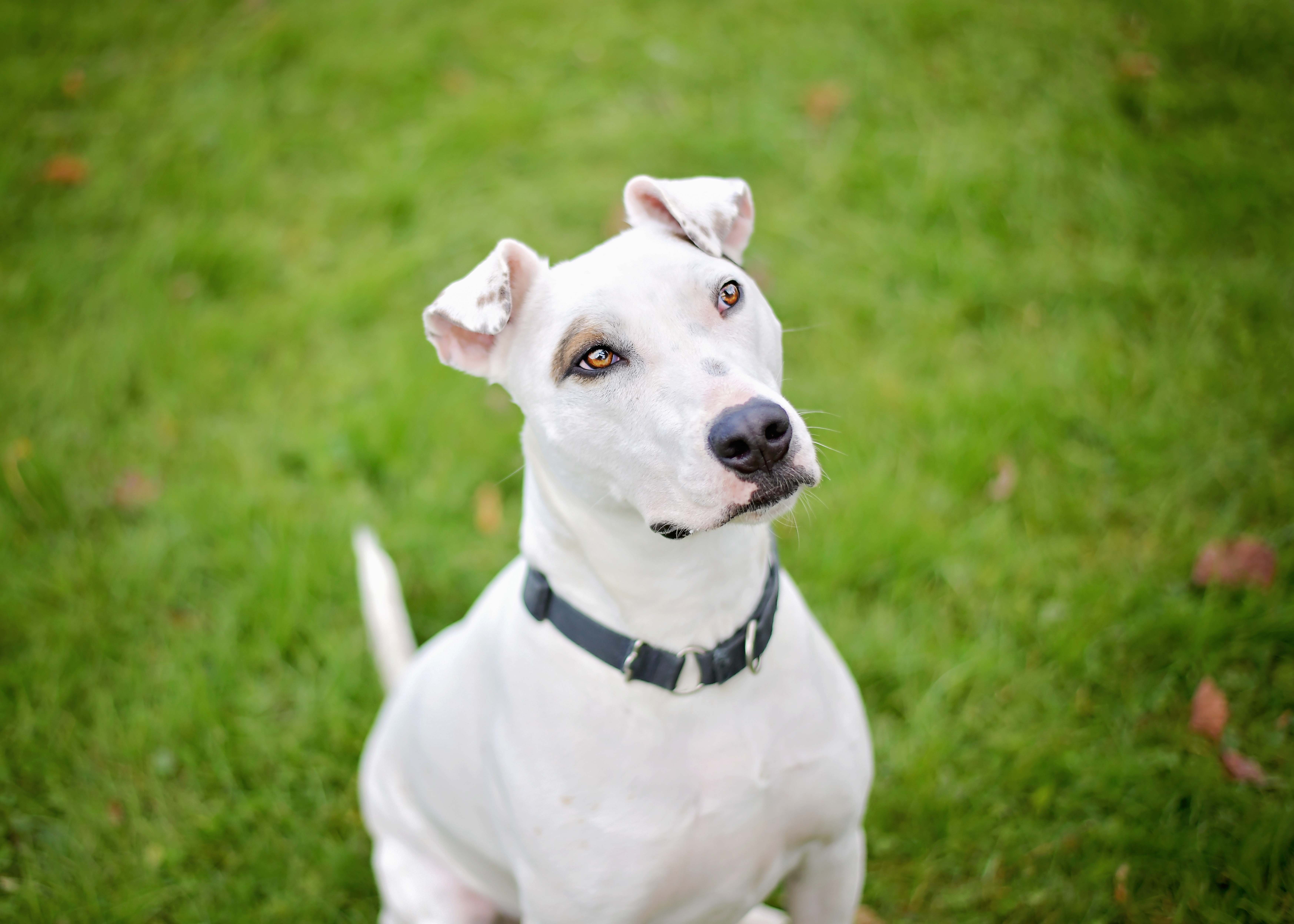 Roomba, a Adoptable mixed breed in Montrose, PA image 2/7