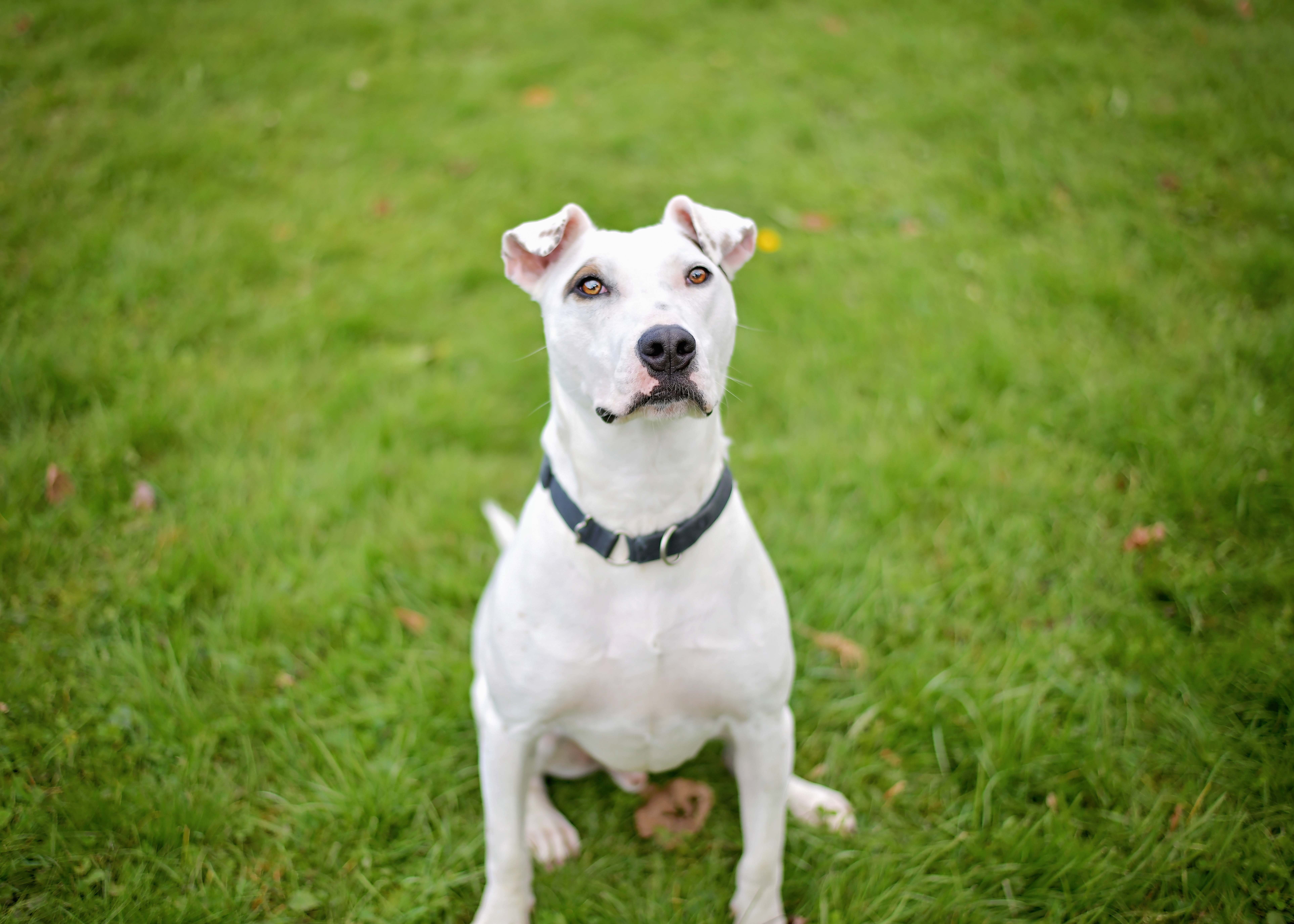 Roomba, a Adoptable mixed breed in Montrose, PA image 3/7