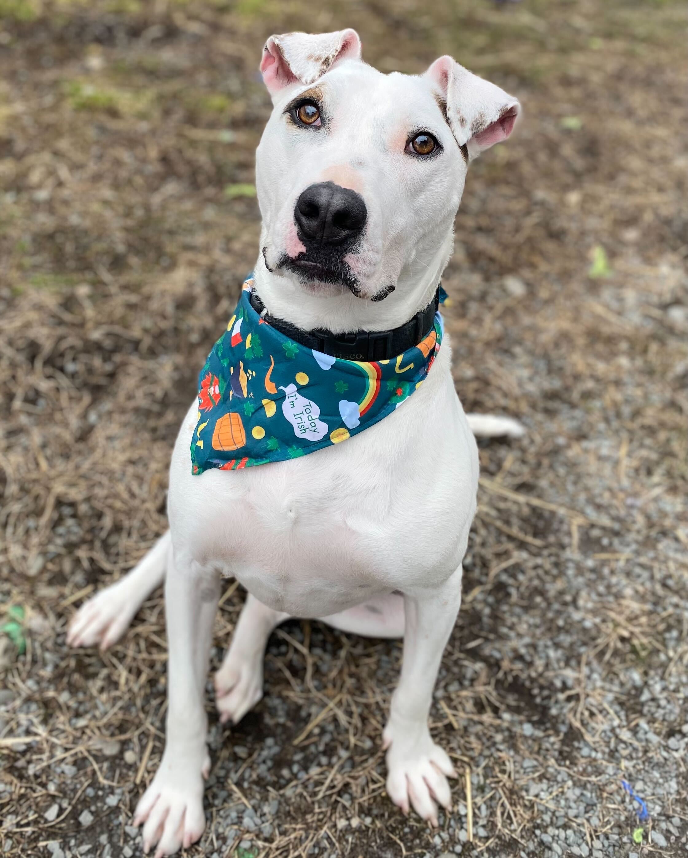 Roomba, a Adoptable mixed breed in Montrose, PA image 4/7