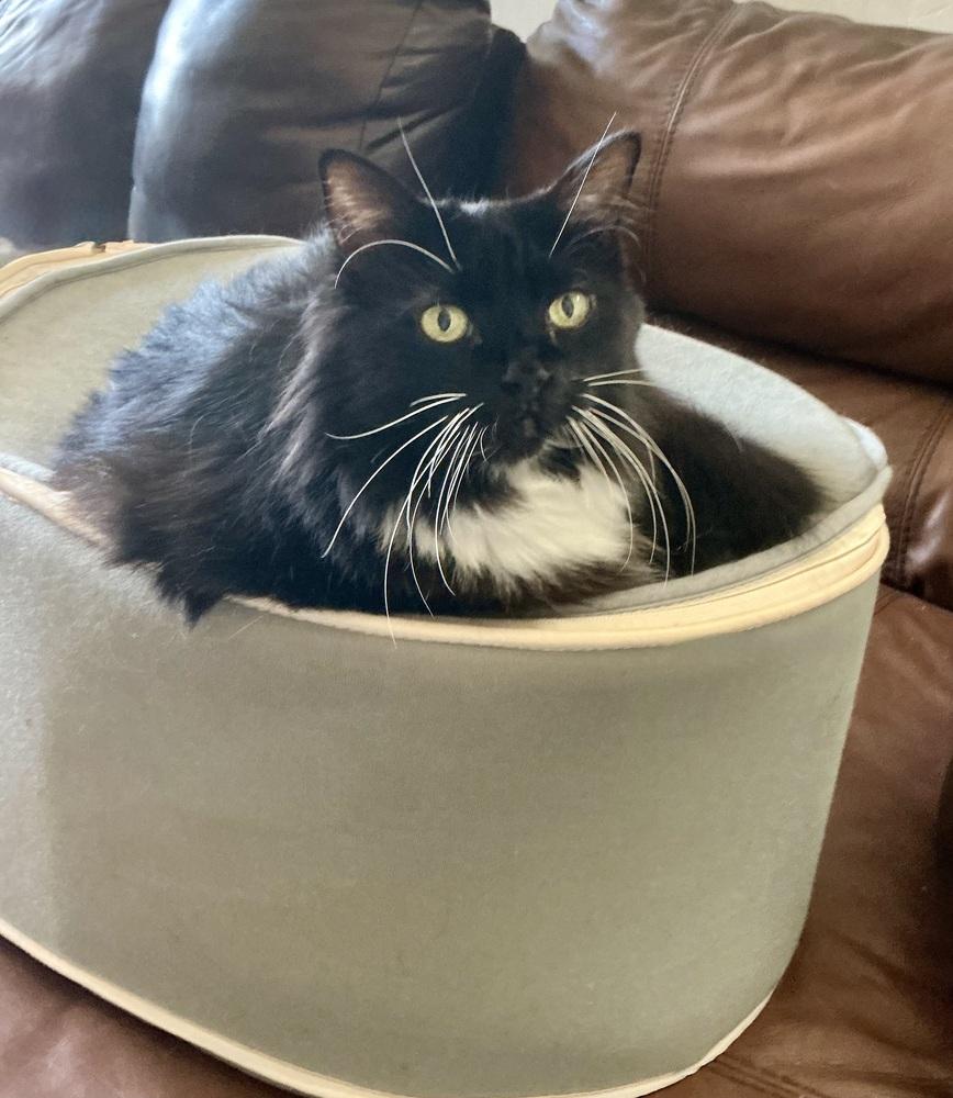 Rosey, Adoptable, Senior Female Domestic Medium Hair.