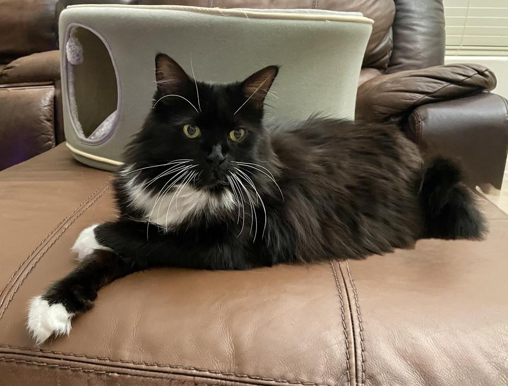 Enlarge Rosey, a Adoptable mixed breed in tucson, AZ image 2/2