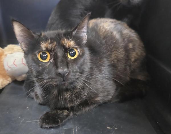 Autumn, Adoptable, Adult Female Domestic Short Hair.