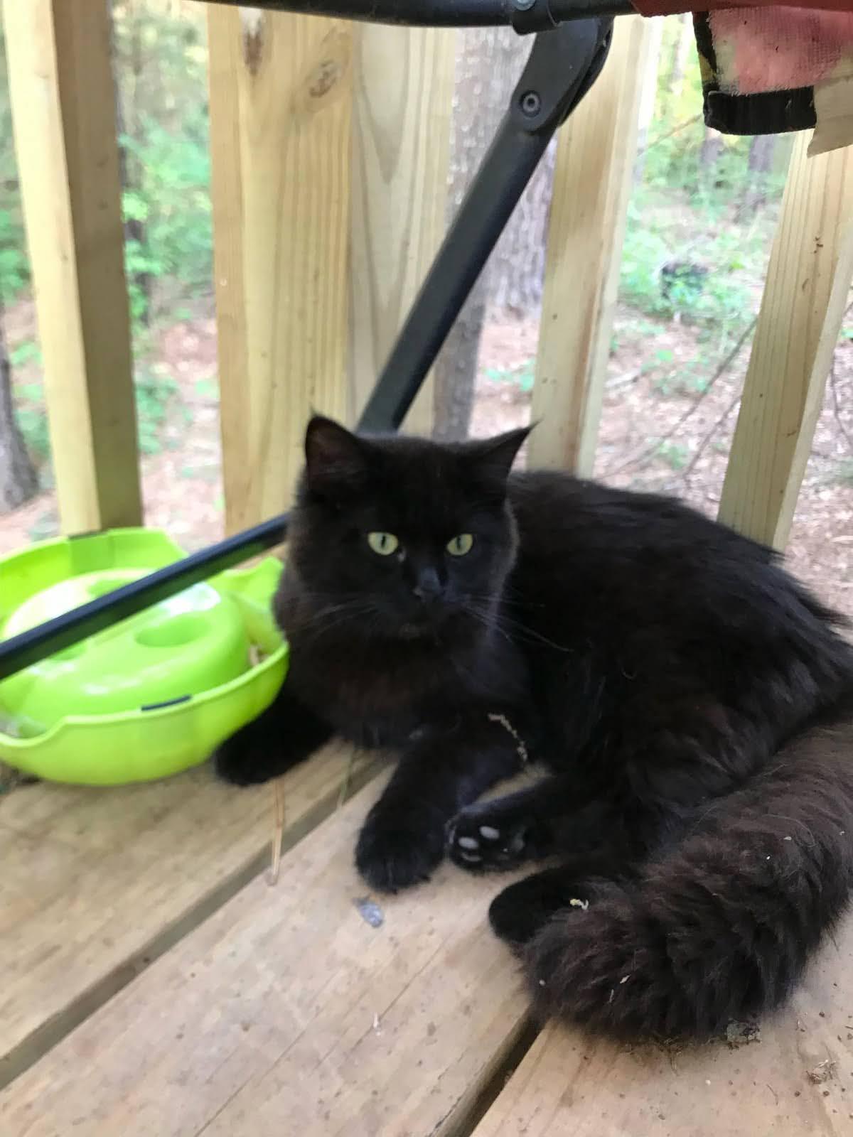 Merle, Adoptable, Adult Male Domestic Long Hair.