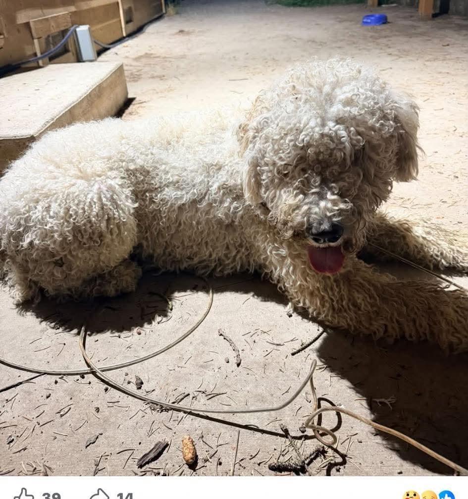Enlarge Doodle Bug - Foster home needed, a Adoptable mixed breed in Newport, WA image 1/1