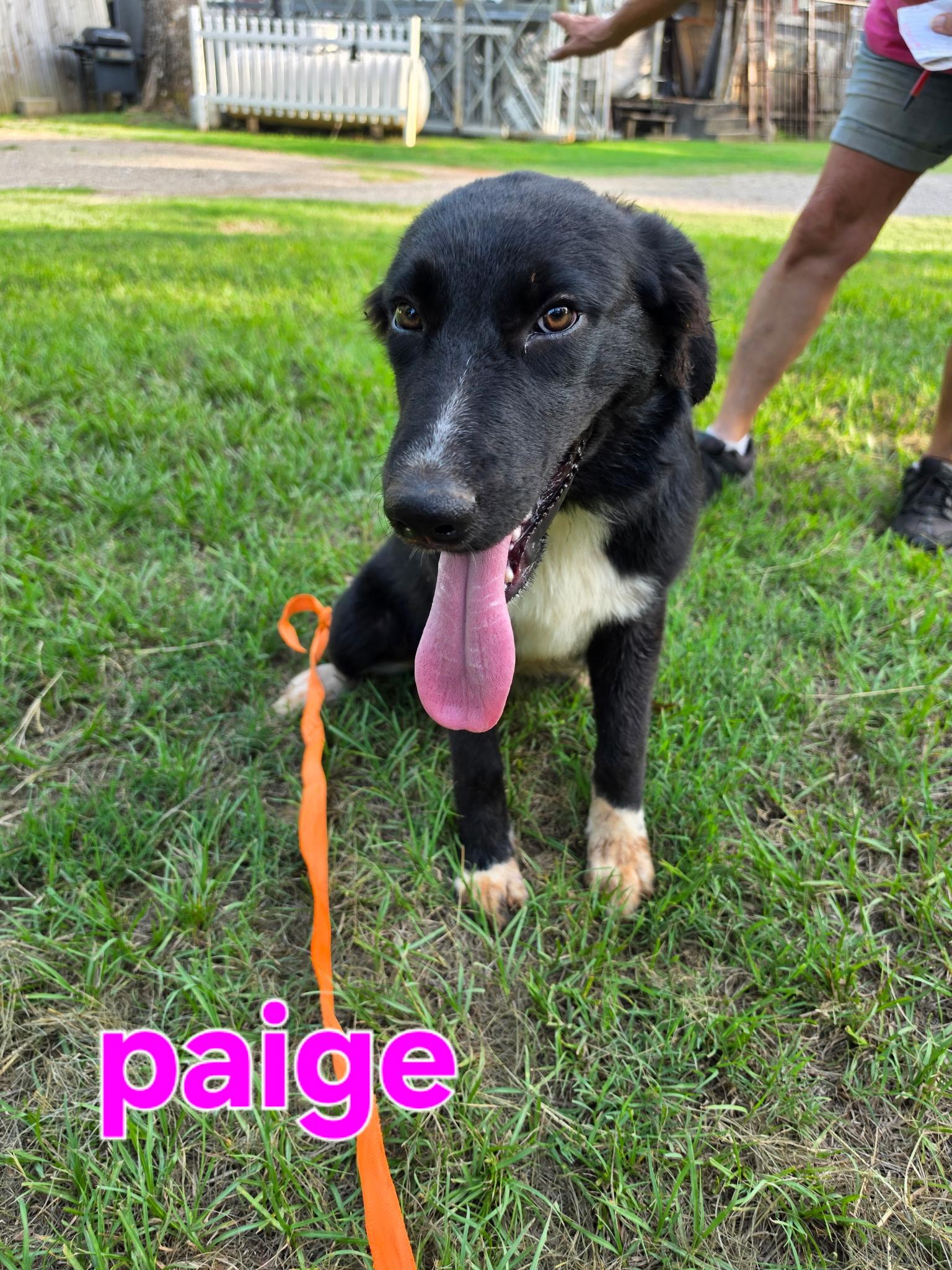 Enlarge Paige, a Adoptable mixed breed in Tyler, TX image 1/1