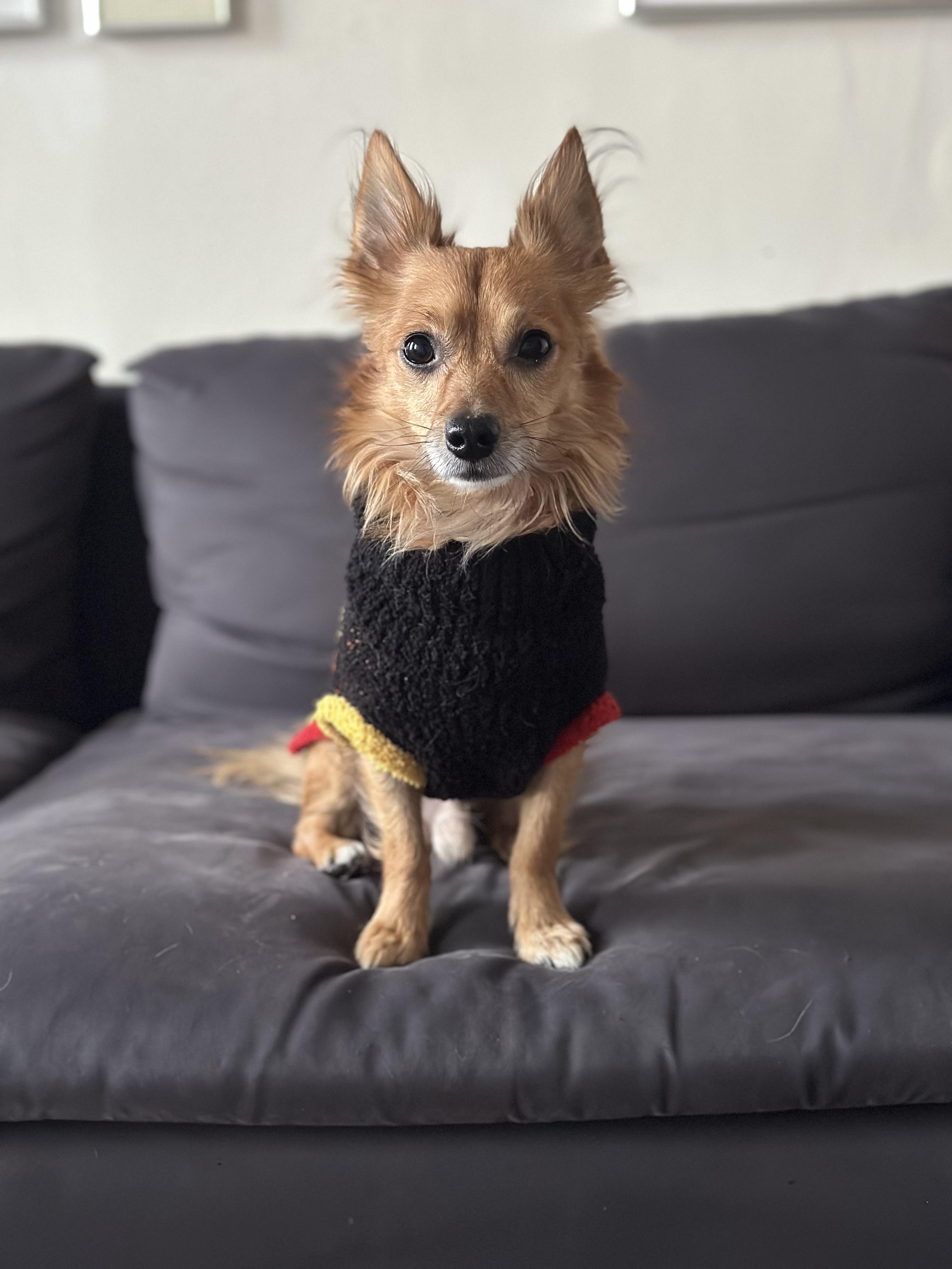 Simba photo 4