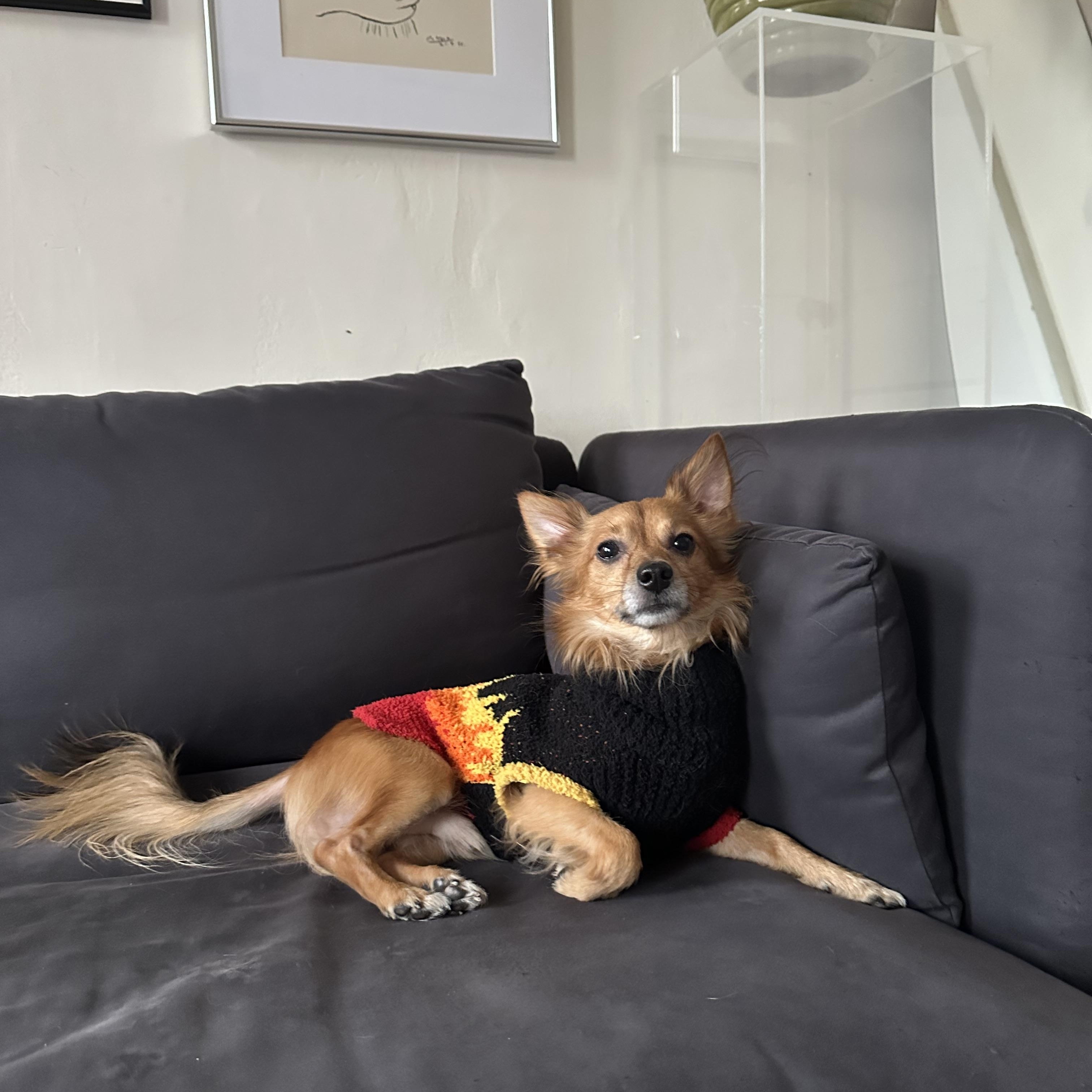 Simba photo 6