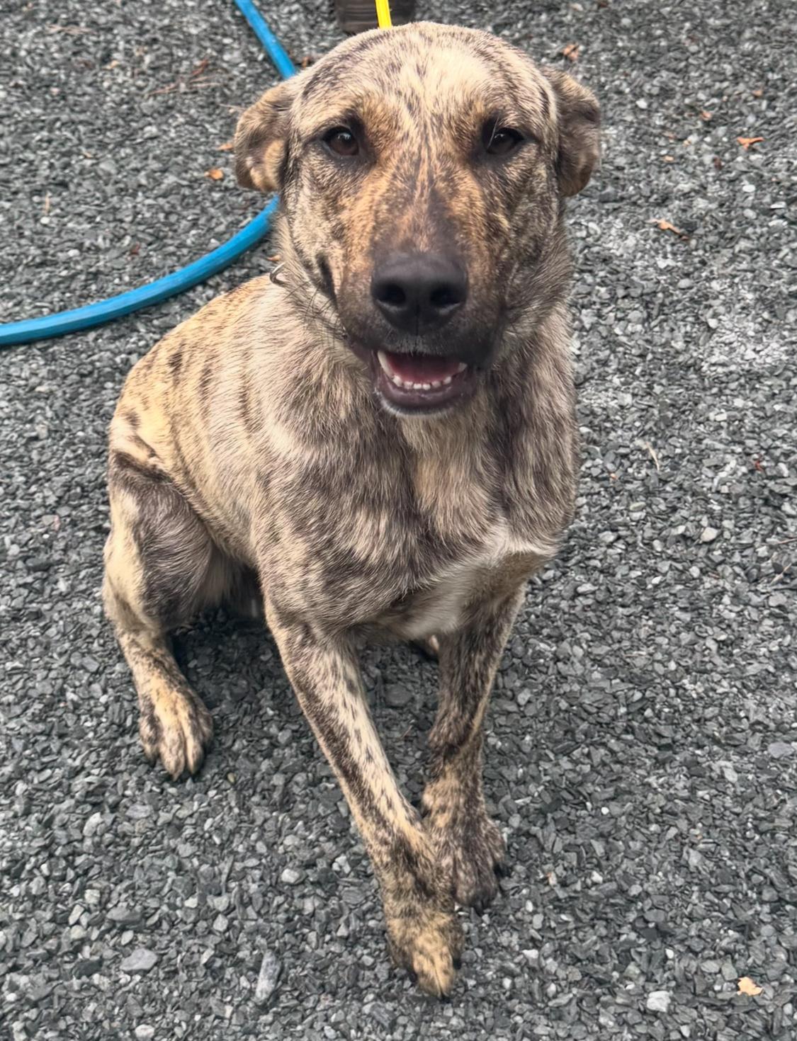 Bronze, Adult Male German Shepherd Dog