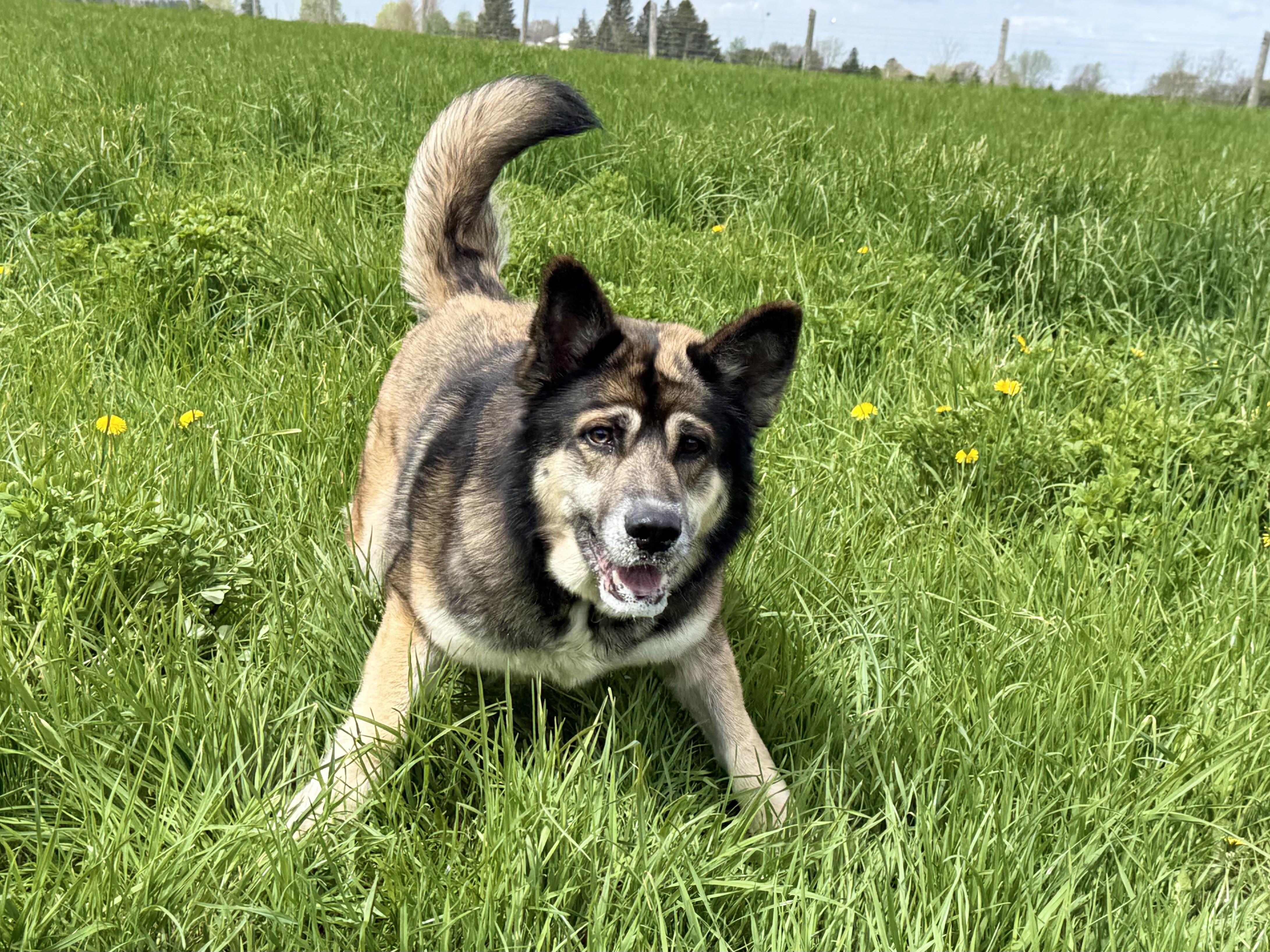 Vega, a ADOPTABLE mixed breed in Ilderton, ON image 6/6