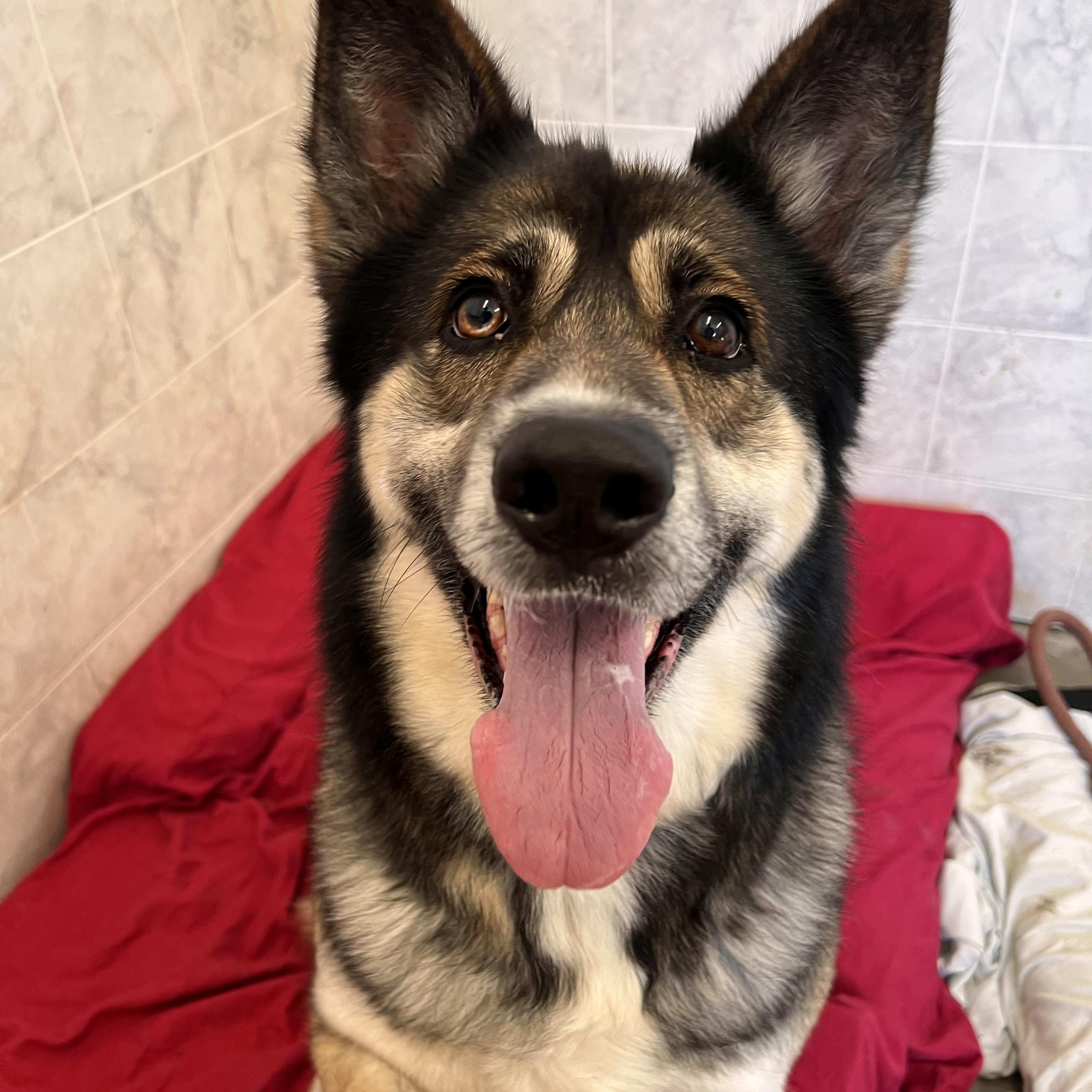 Enlarge Vega, a ADOPTABLE mixed breed in Ilderton, ON image 2/6