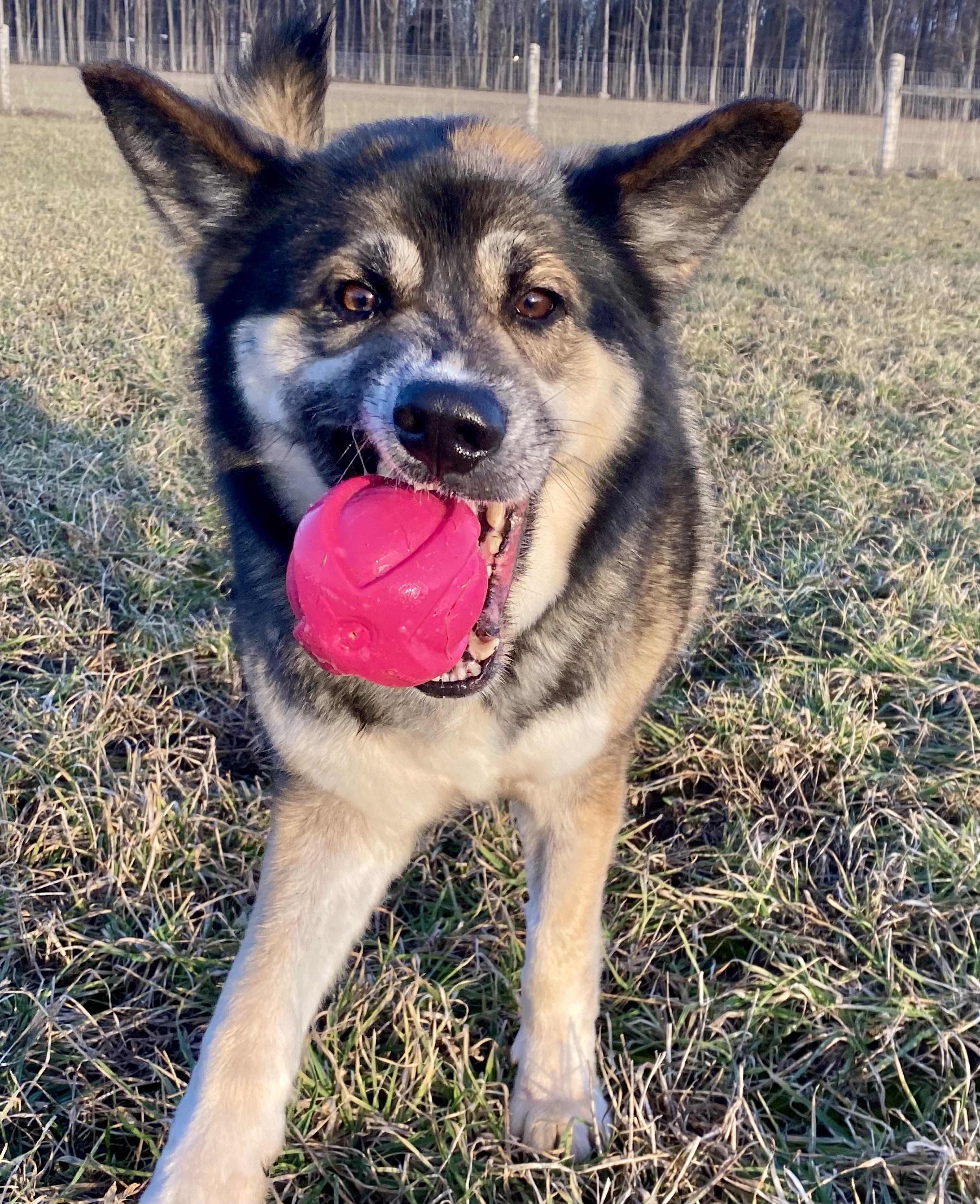 Enlarge Vega, a ADOPTABLE mixed breed in Ilderton, ON image 6/6