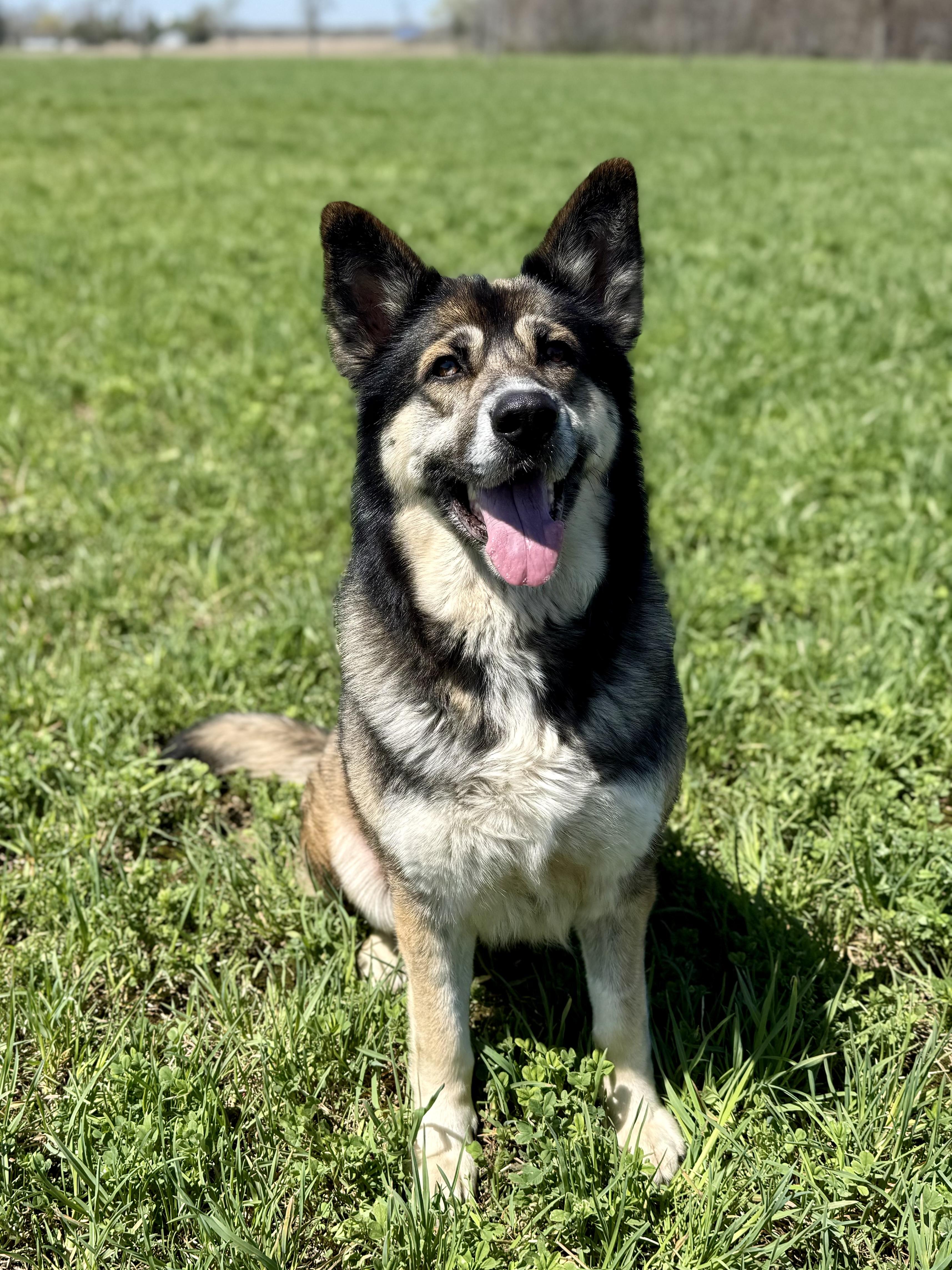 Vega, a ADOPTABLE mixed breed in Ilderton, ON image 4/6