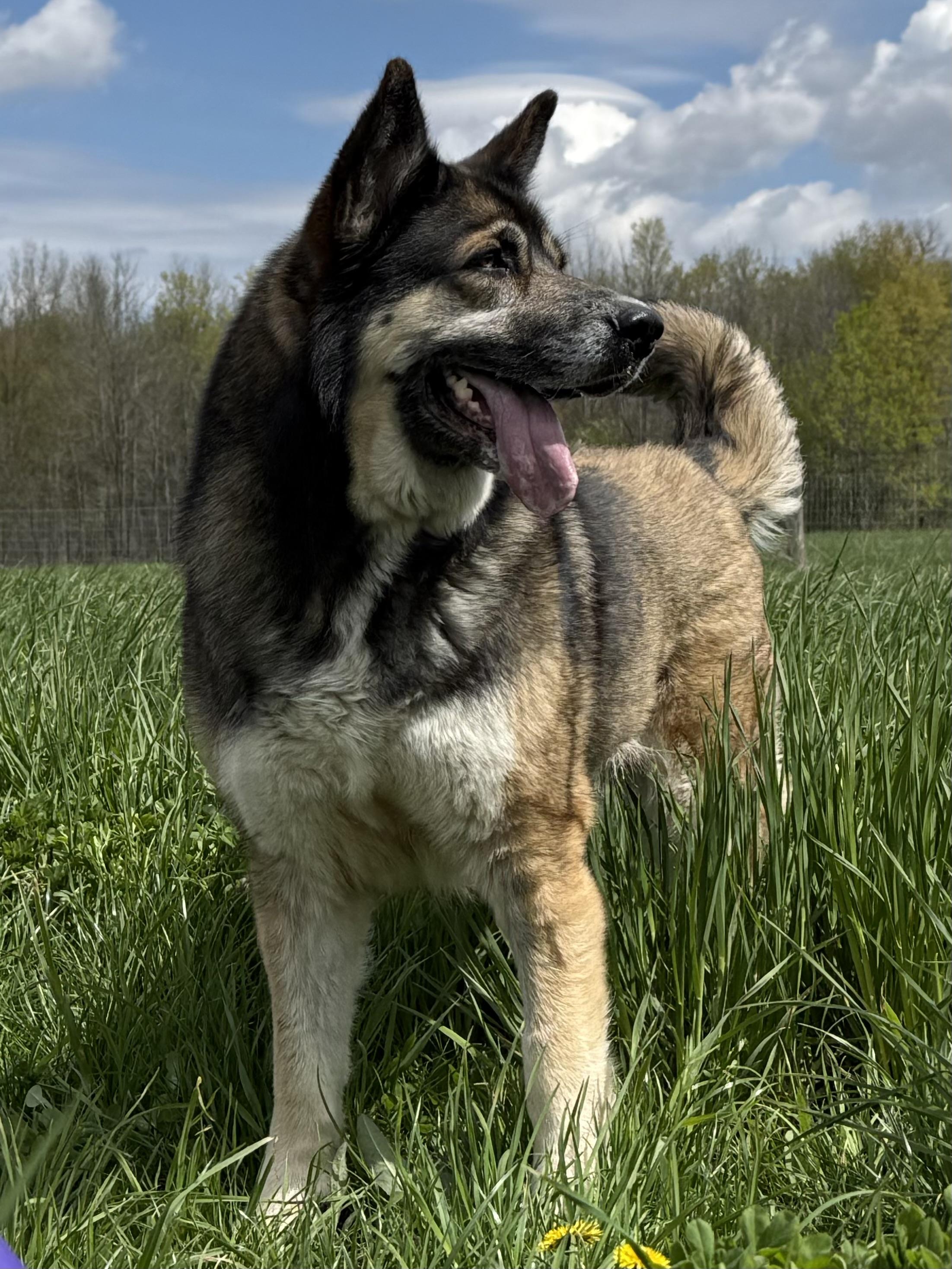 Vega, a ADOPTABLE mixed breed in Ilderton, ON image 5/6