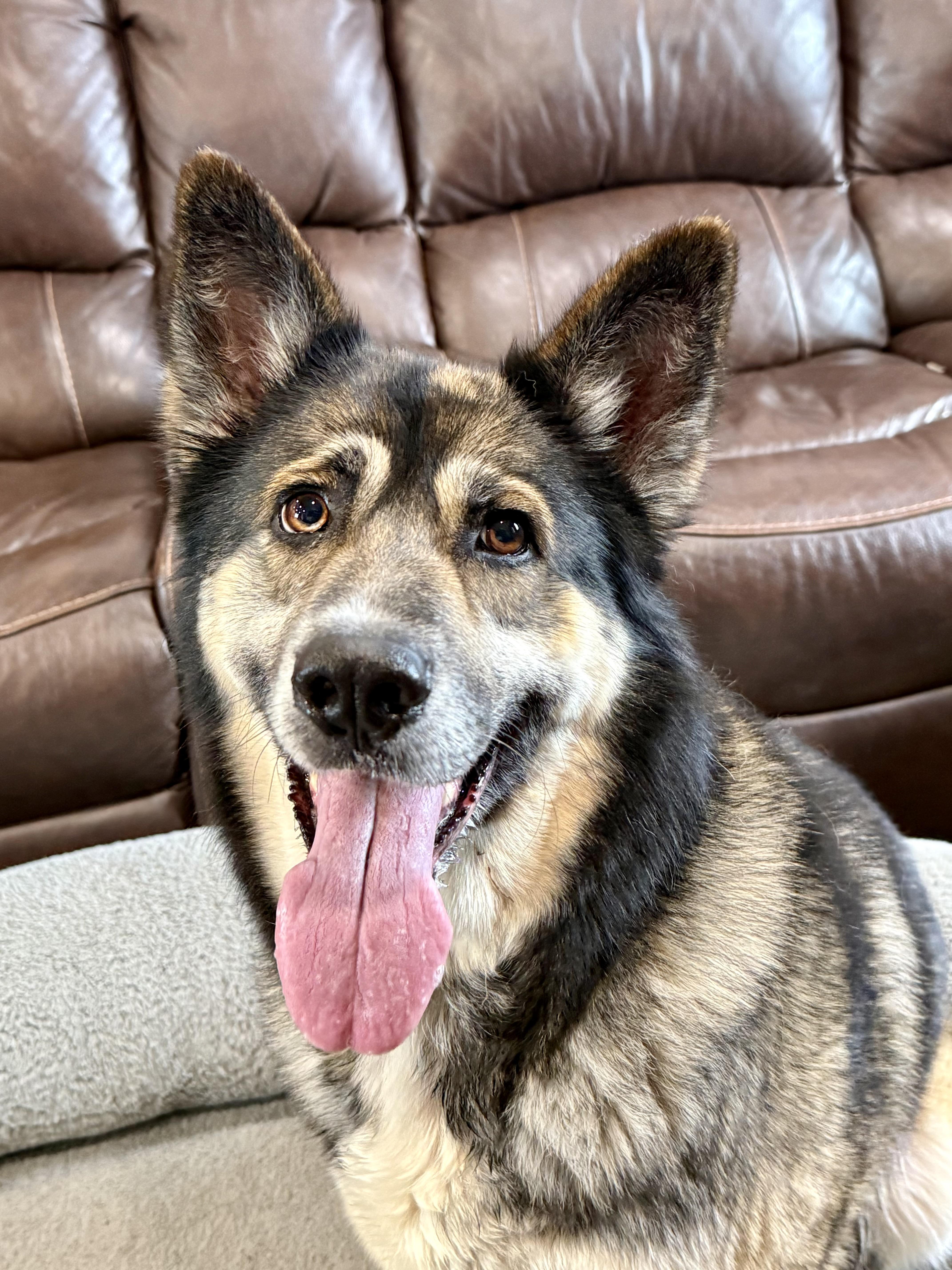 Vega, ADOPTABLE, Senior Female Husky.