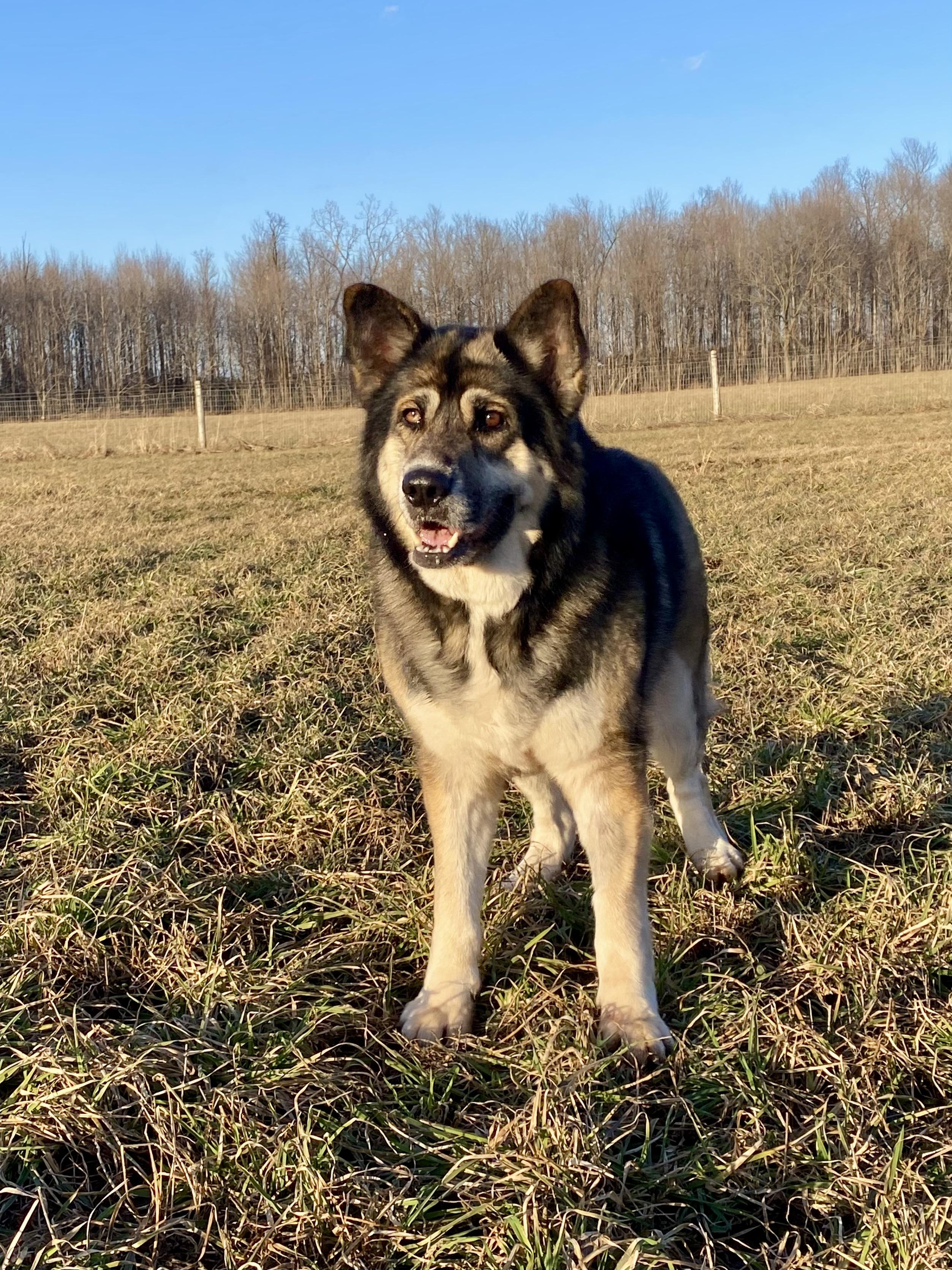 Enlarge Vega, a ADOPTABLE mixed breed in Ilderton, ON image 3/6