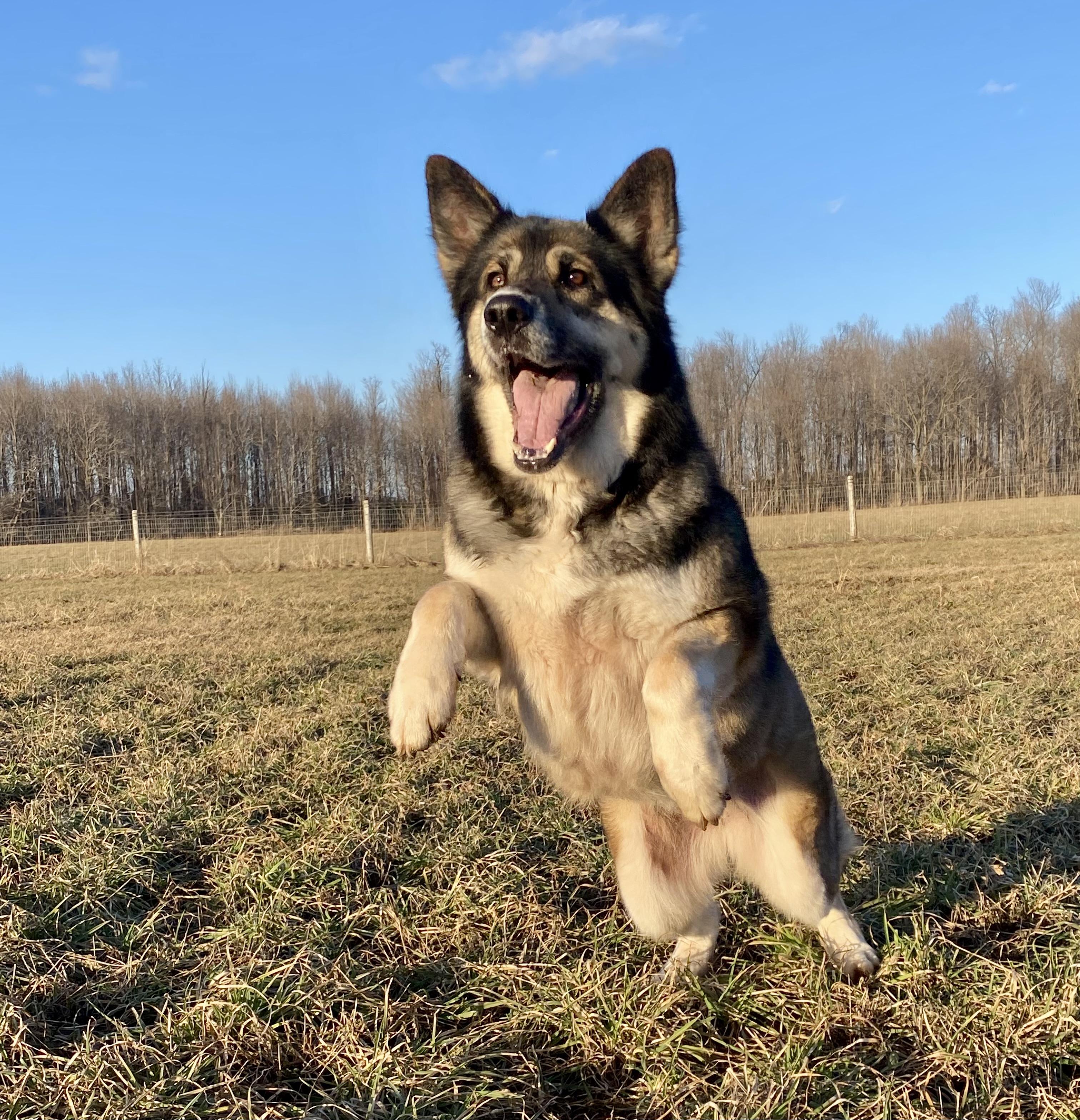 Enlarge Vega, a ADOPTABLE mixed breed in Ilderton, ON image 5/6