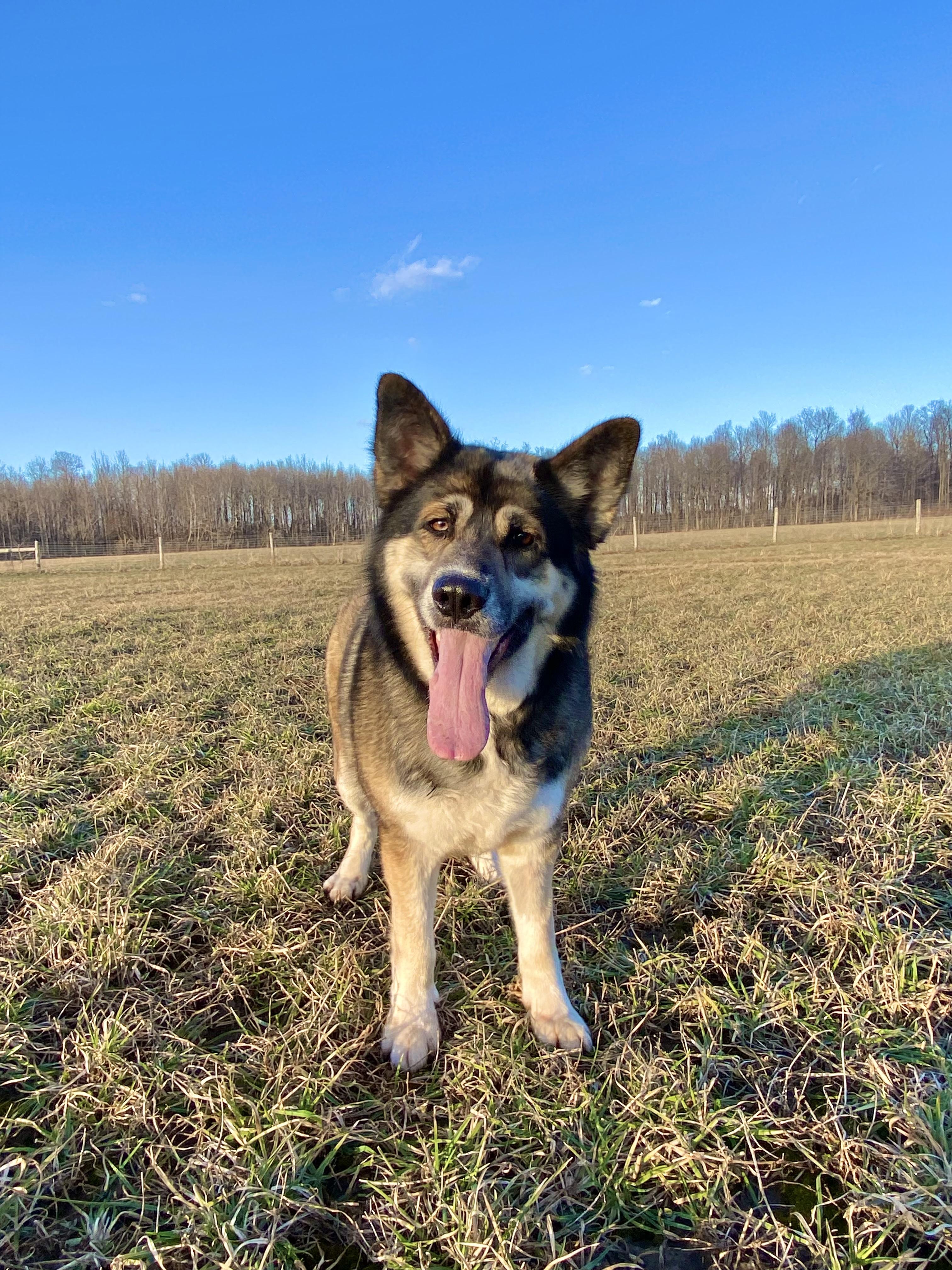 Enlarge Vega, a ADOPTABLE mixed breed in Ilderton, ON image 4/6
