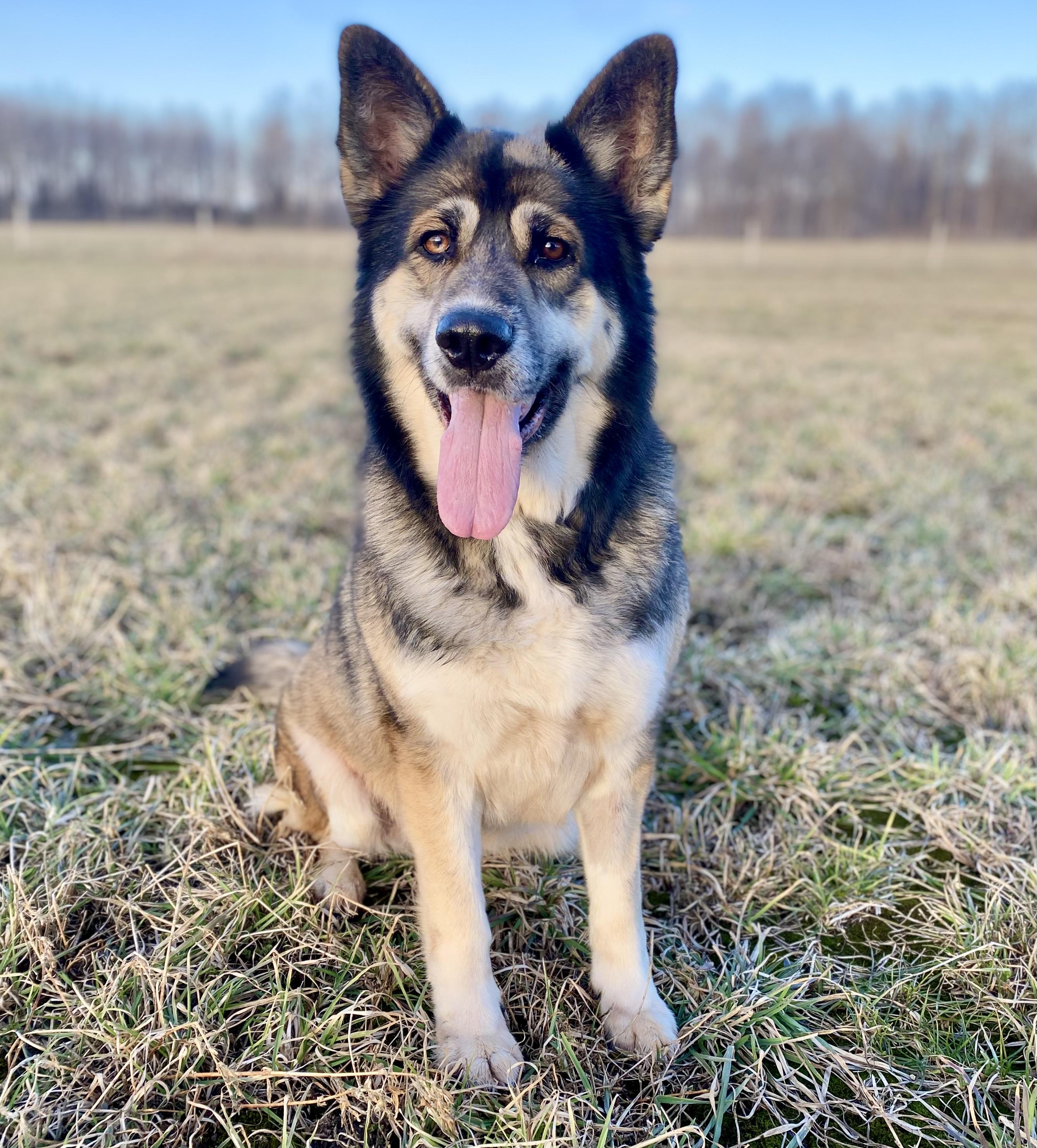 Enlarge Vega, a ADOPTABLE mixed breed in Ilderton, ON image 1/6