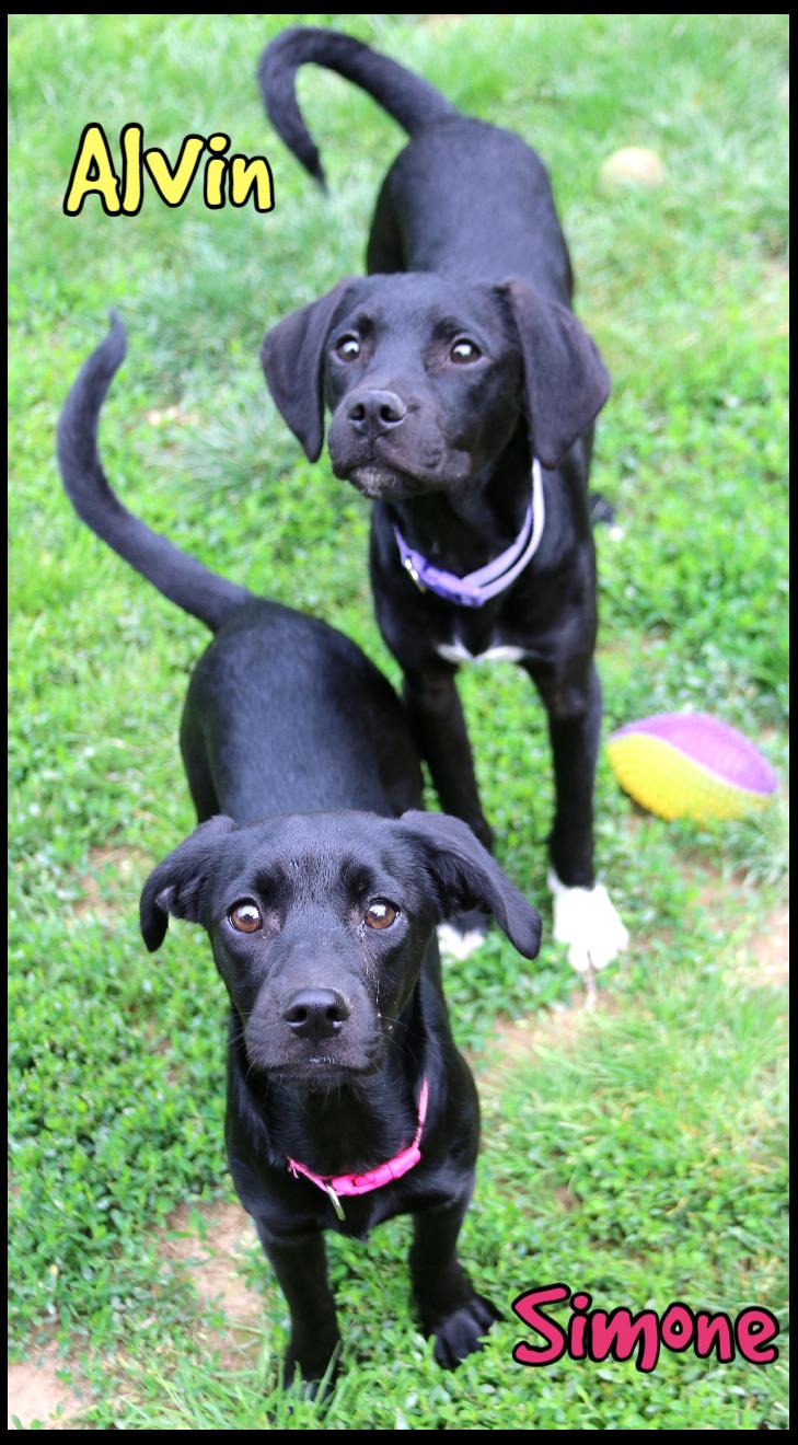 Simone, a ADOPTABLE mixed breed in Shippenville, PA image 3/4