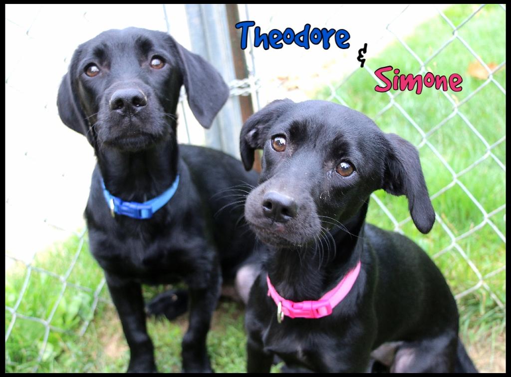 Simone, a ADOPTABLE mixed breed in Shippenville, PA image 4/4