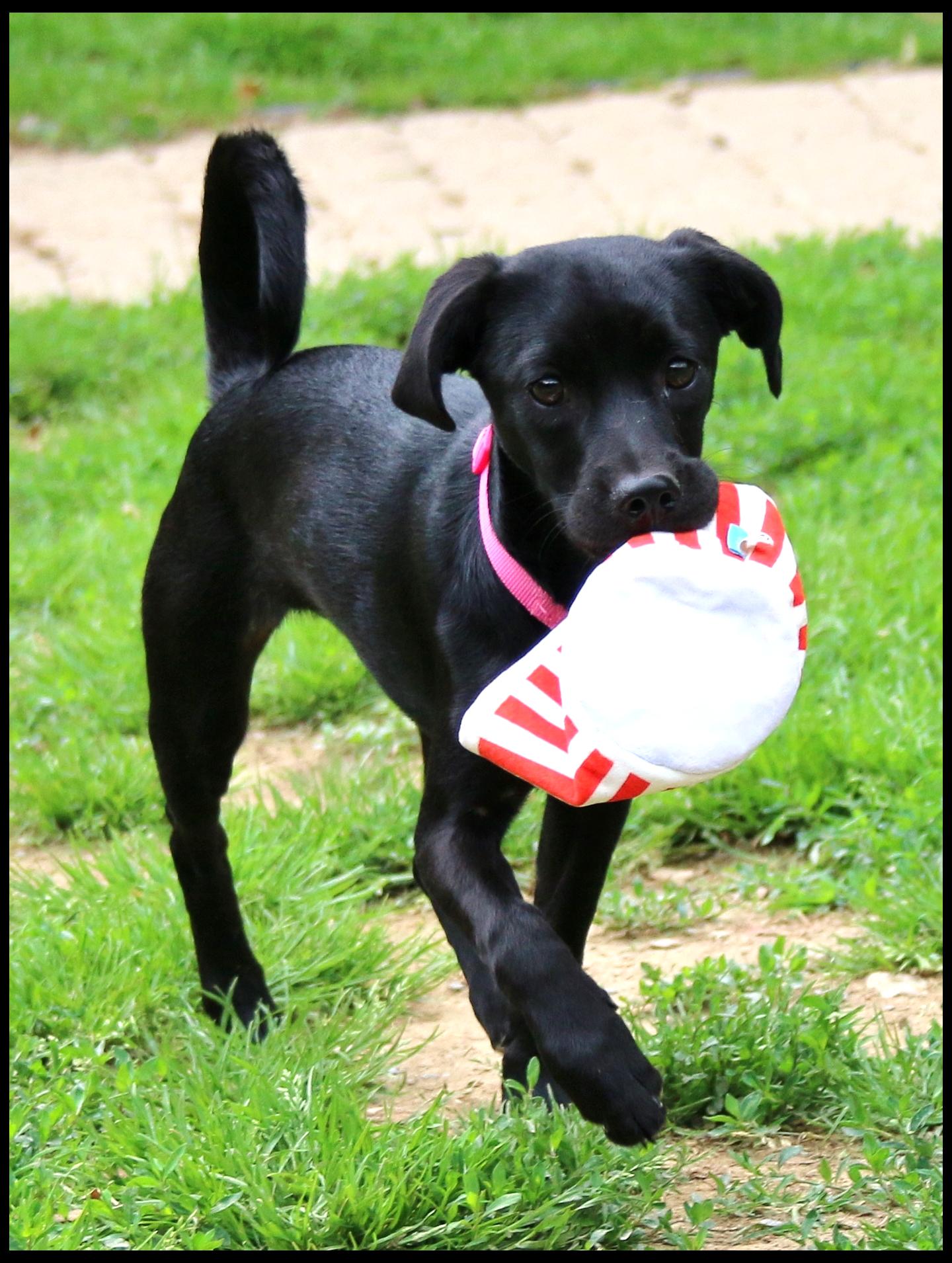 Simone, a ADOPTABLE mixed breed in Shippenville, PA image 2/4