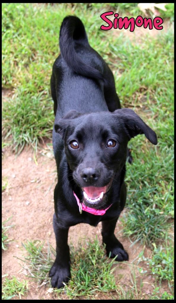 Simone, ADOPTABLE, Young Female Hound.