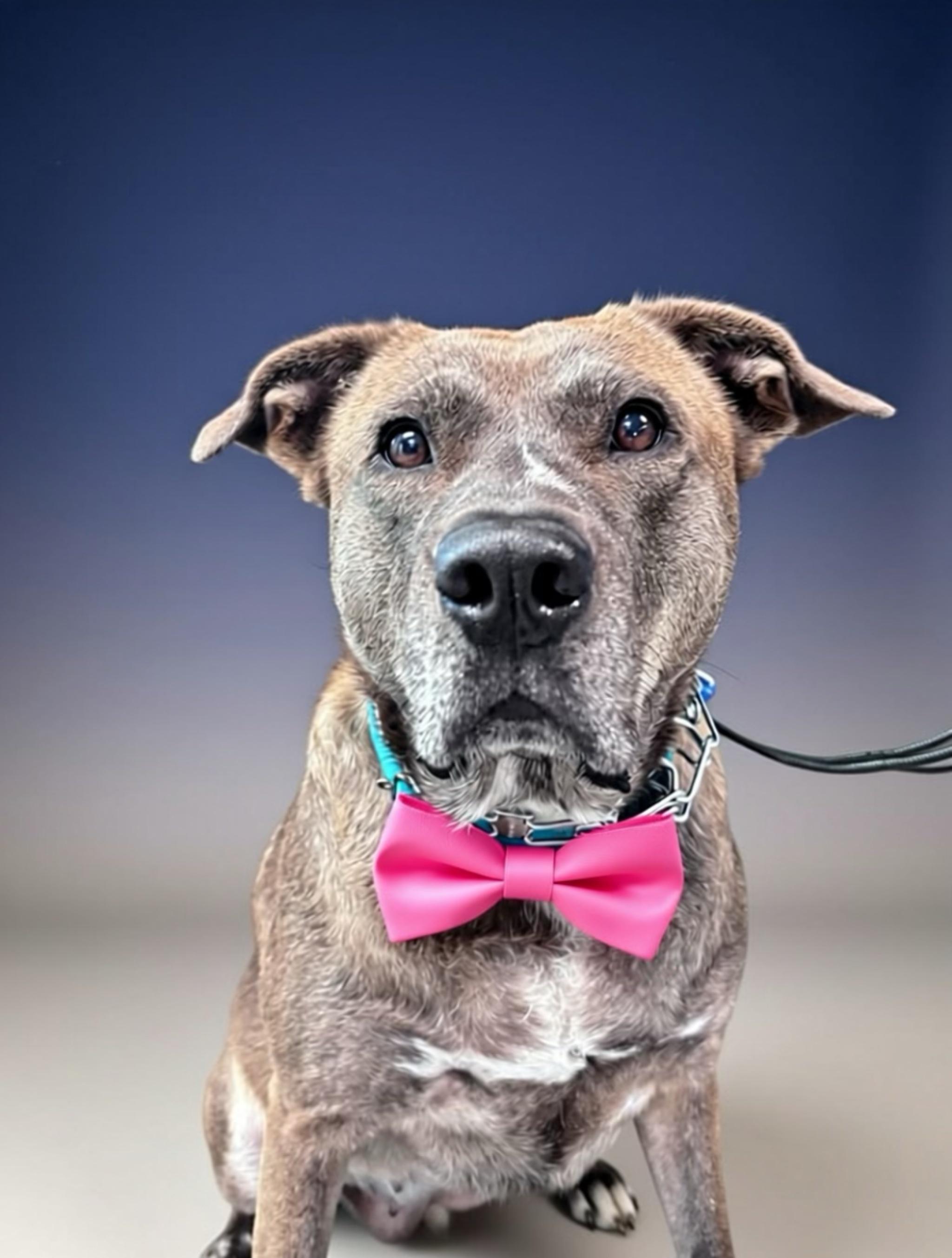 Enlarge Chevy, a Adoptable mixed breed in Pembroke, MA image 3/5