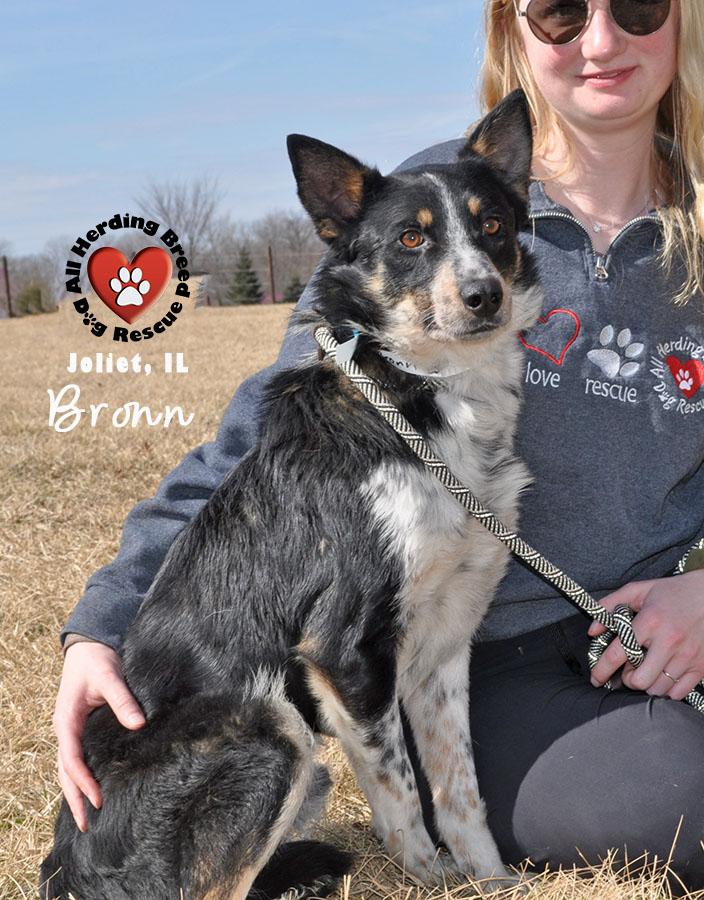 Enlarge Bronn, an adopted mixed breed in Joliet, IL image 3/3