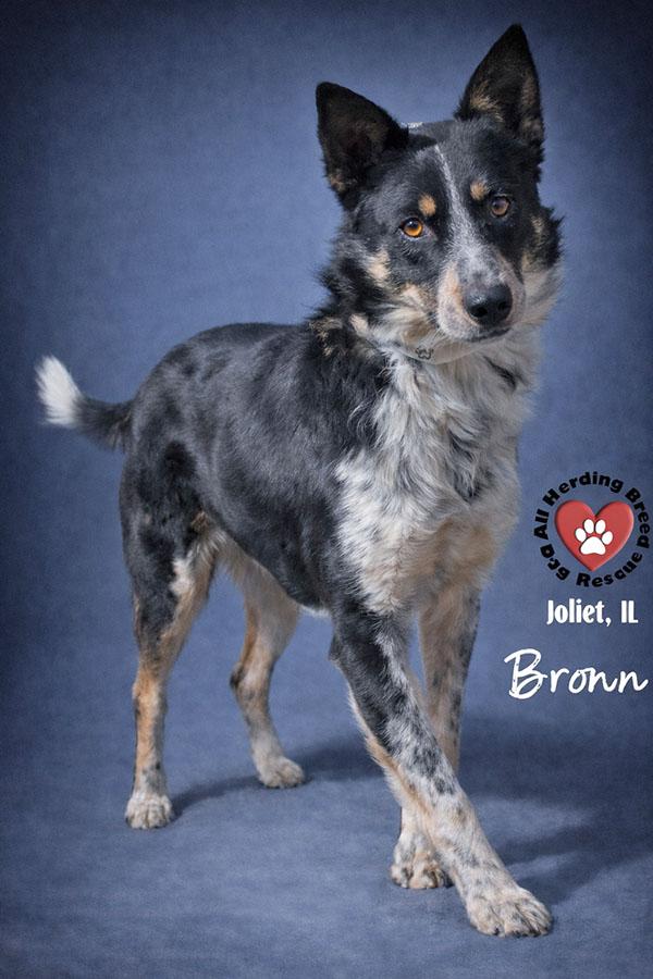 Enlarge Bronn, an adopted mixed breed in Joliet, IL image 2/3